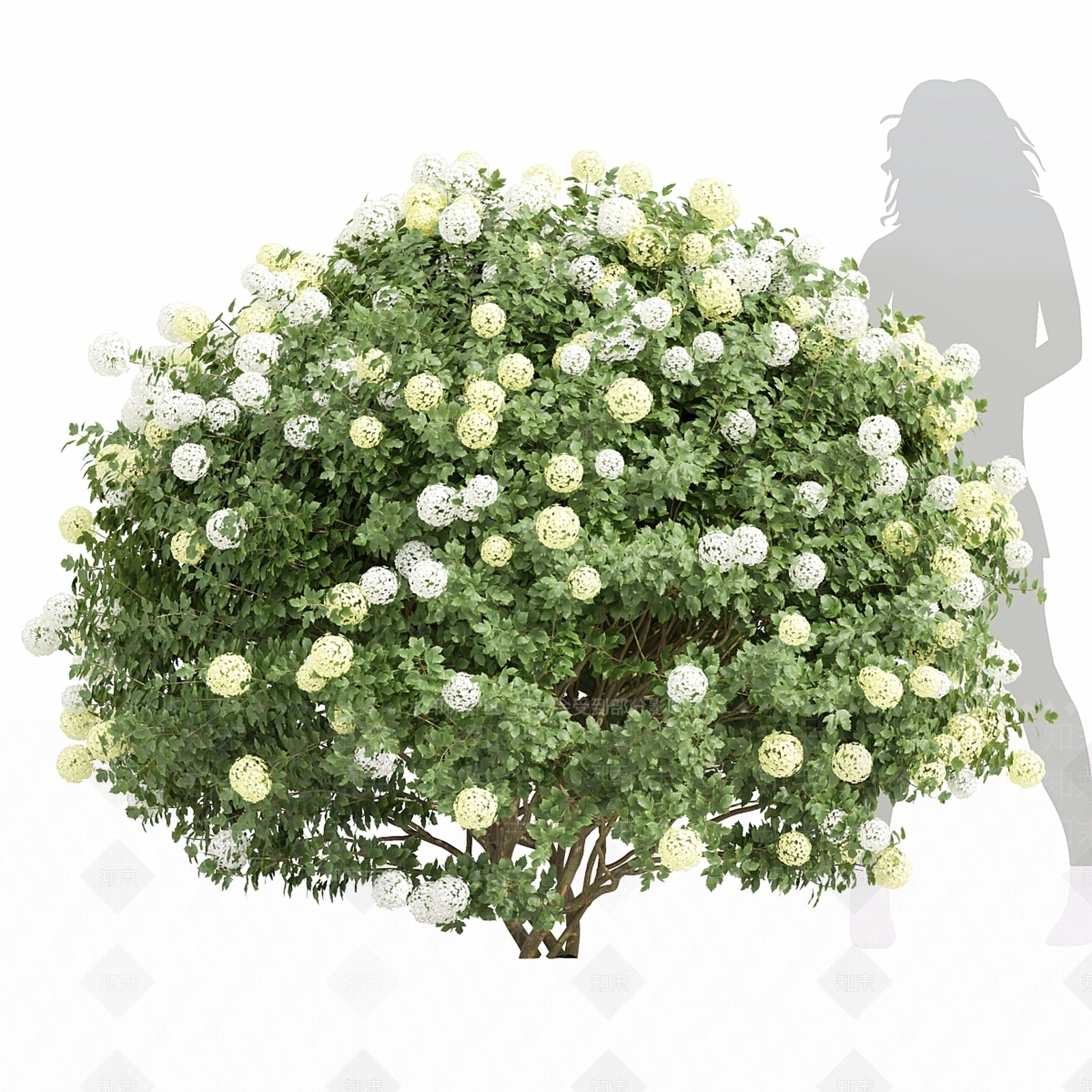 灌木3D模型下载【ID:1169607478】