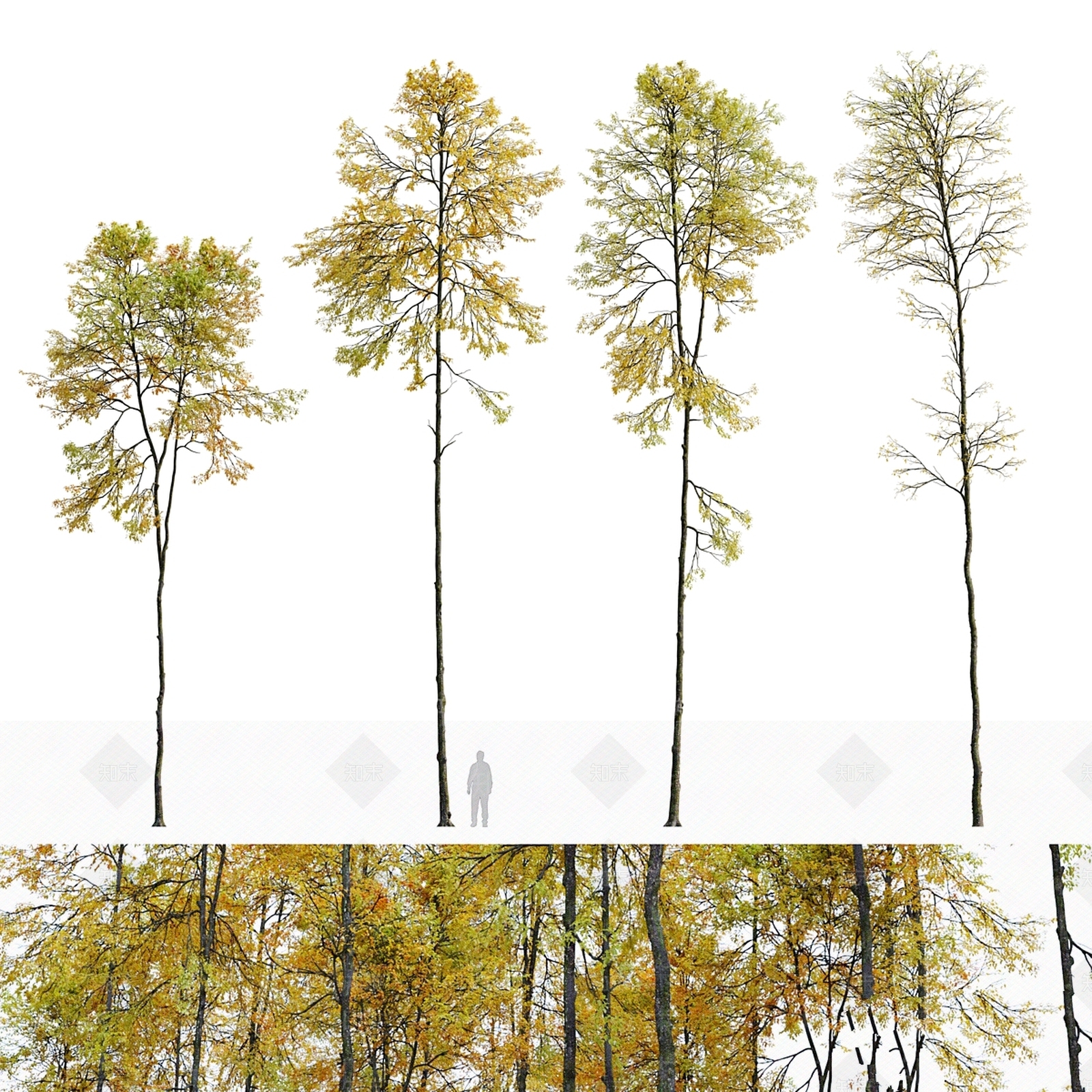其他树木3D模型下载【ID:1169682028】