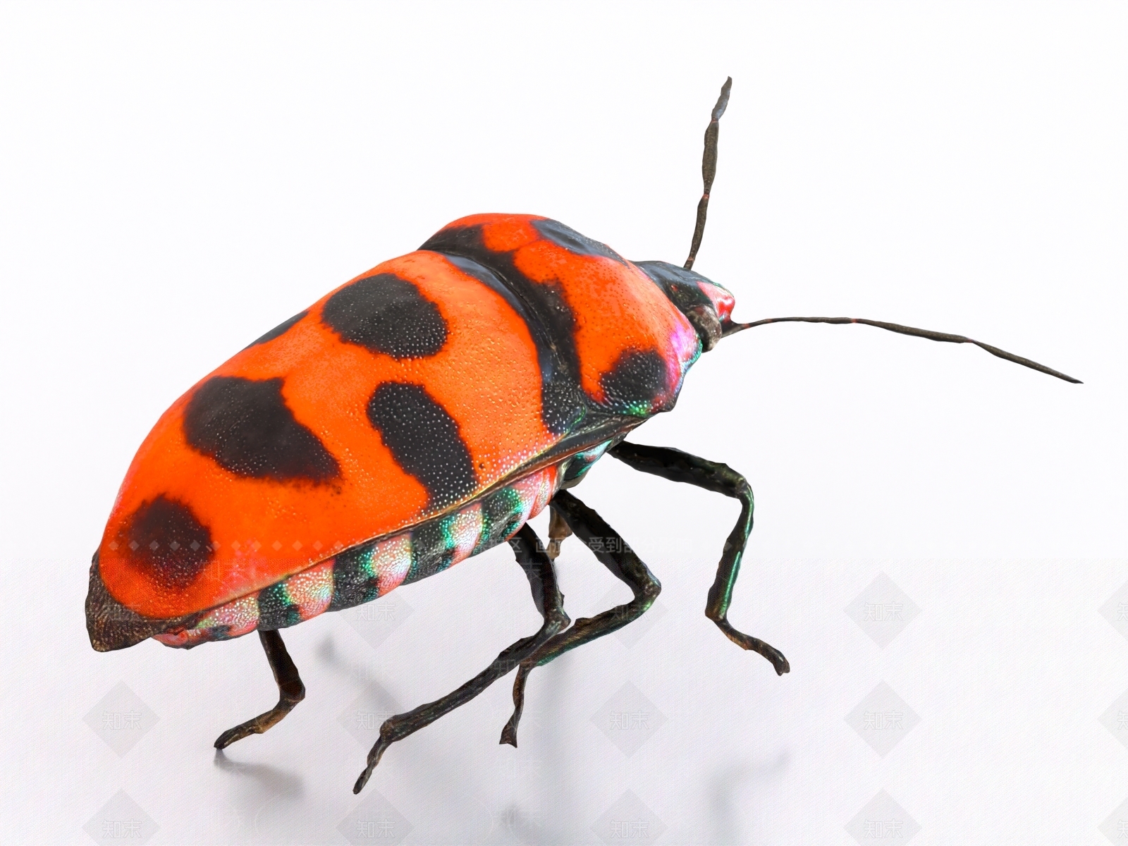 飞行类动物3D模型下载【ID:1170437035】