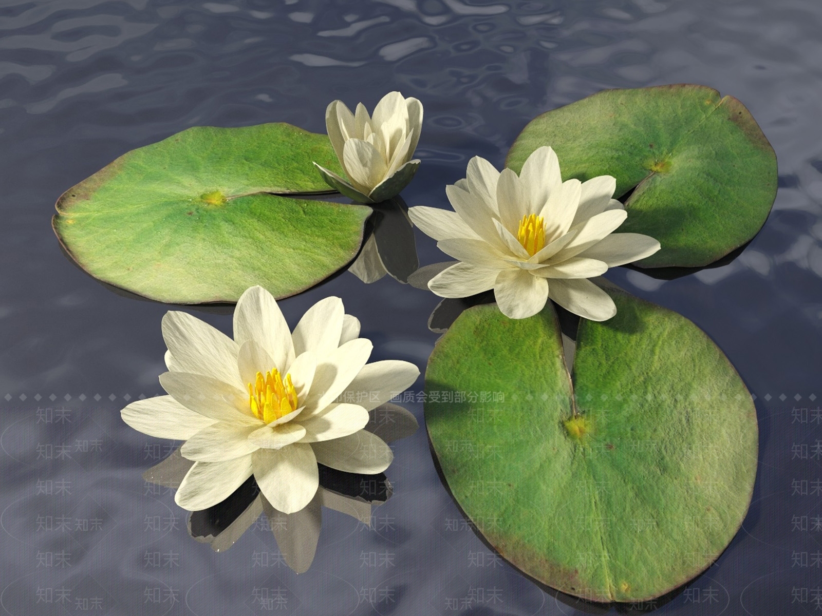 水生植物3D模型下载【ID:1171342517】