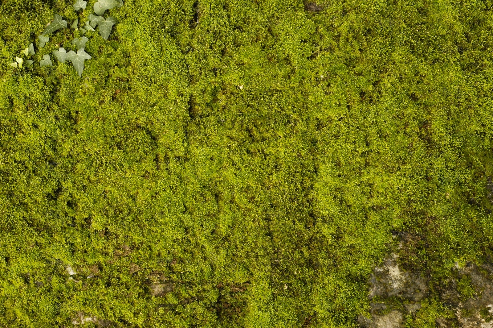 中式日式自然地面贴图下载【ID:1171427048】