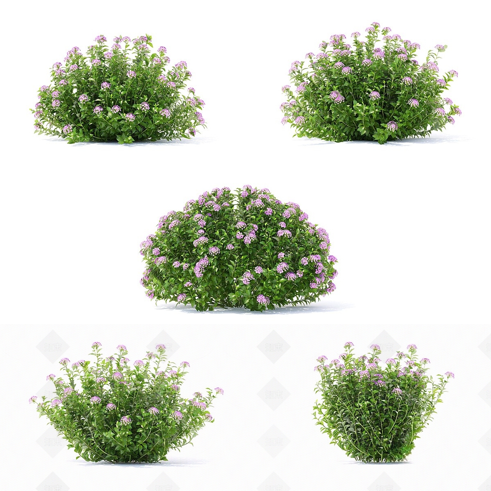 其他绿植3D模型下载【ID:1171486295】