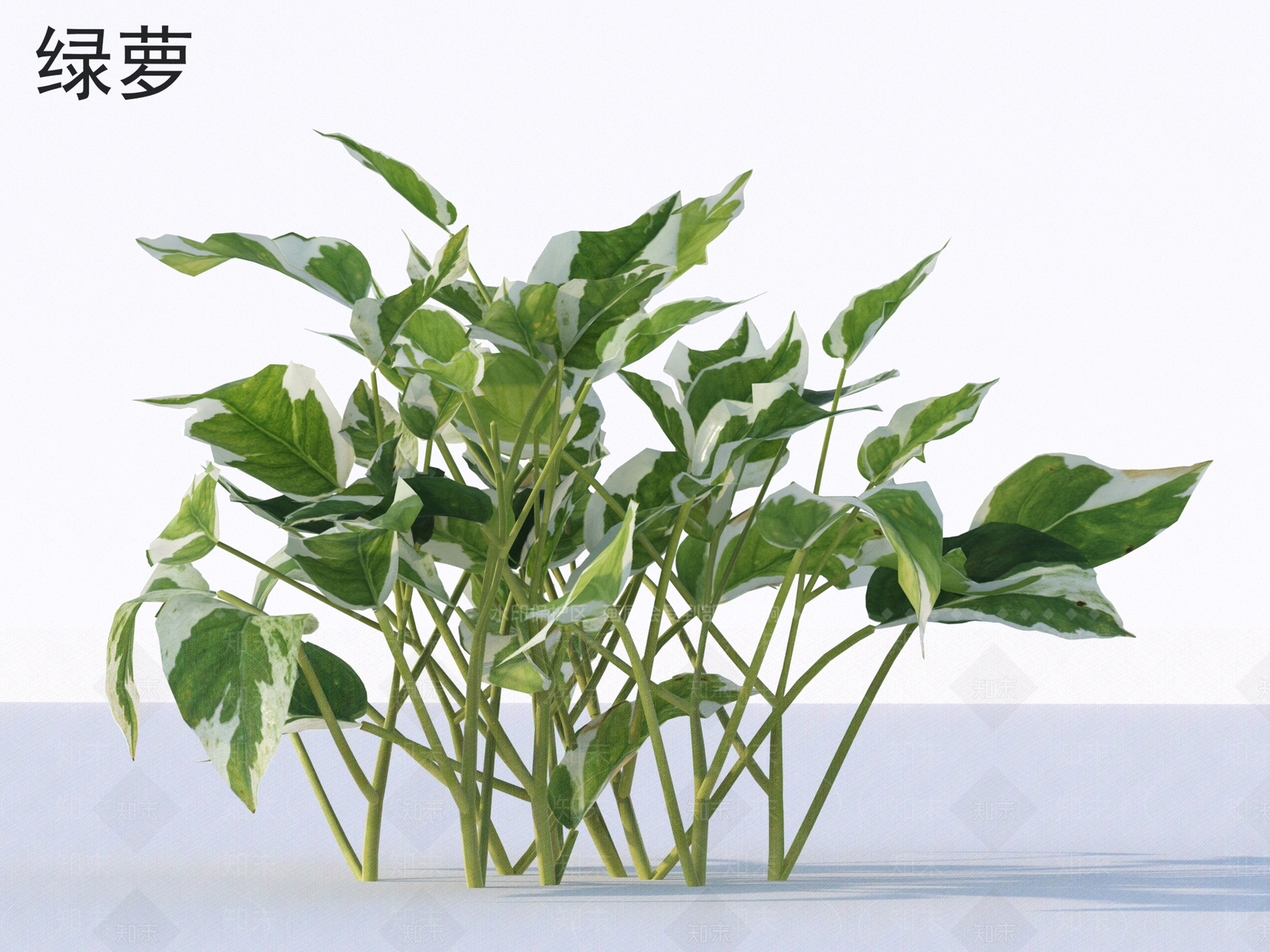 草3D模型下载【ID:1171589199】