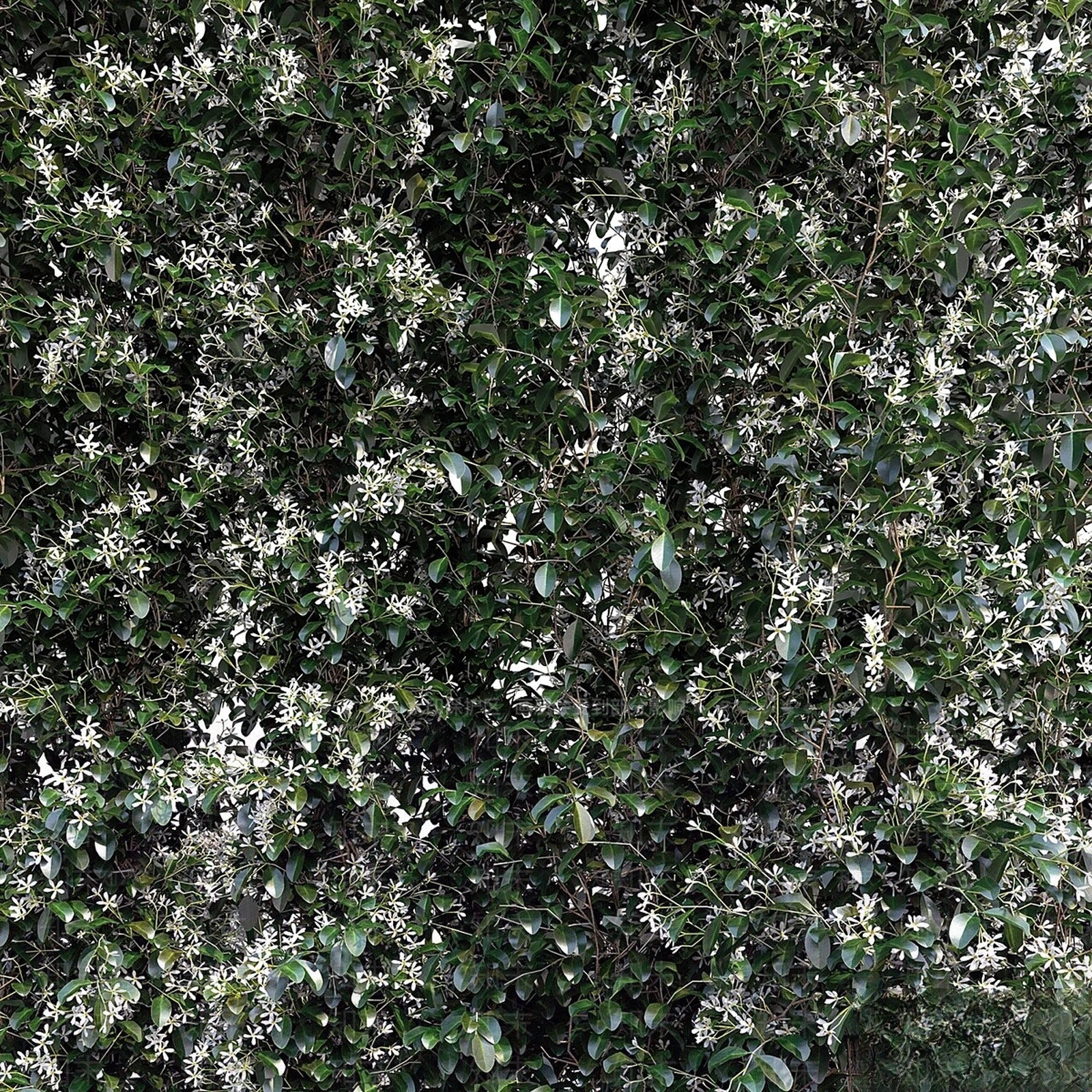 其他绿植3D模型下载【ID:1171590271】