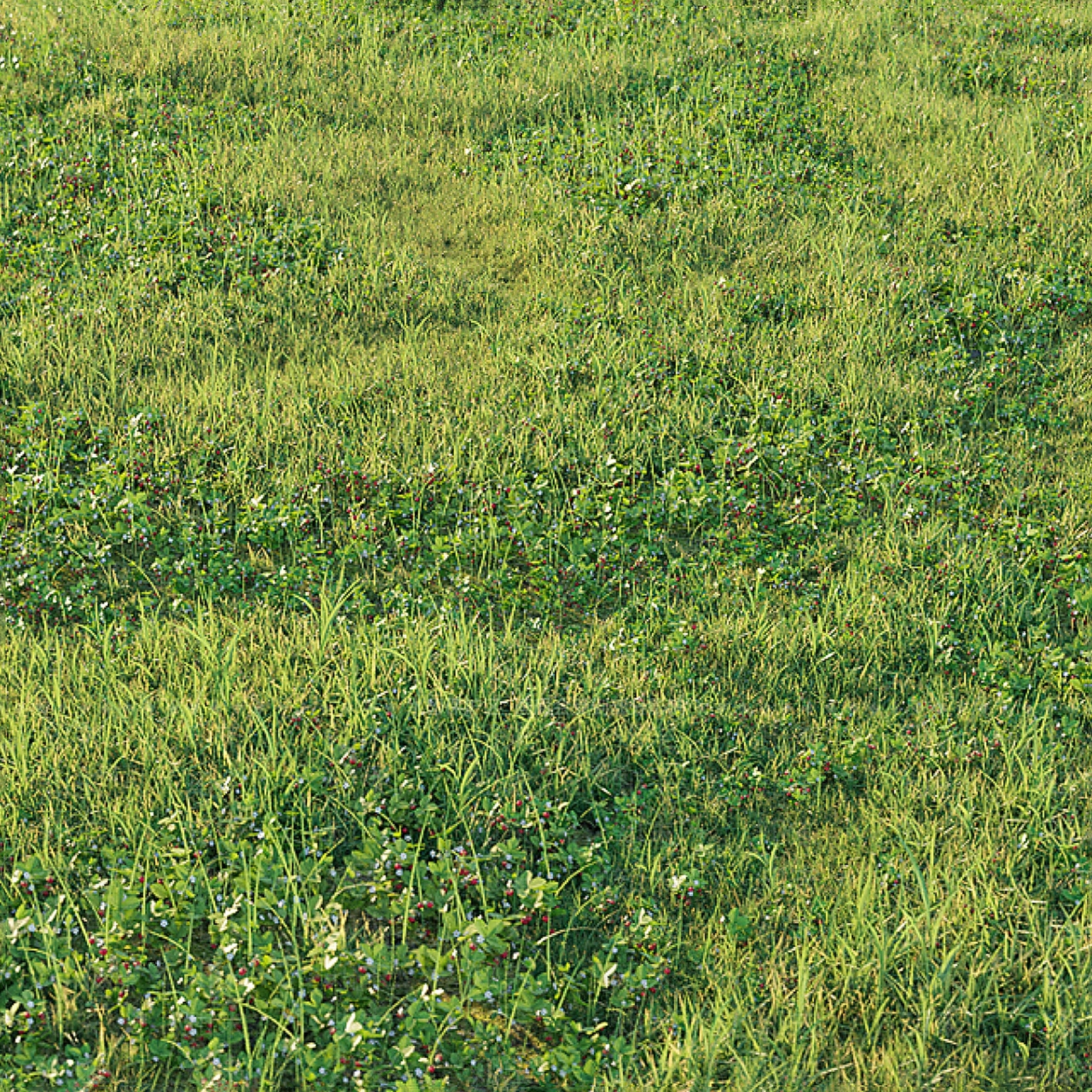 草坪3D模型下载【ID:1171851798】