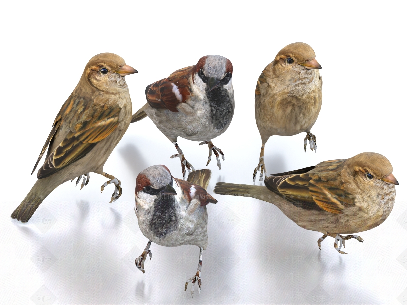 飞行类动物3D模型下载【ID:1172250472】