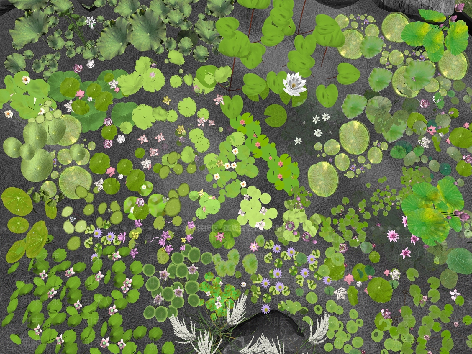 水生植物SU模型下载【ID:1172353521】