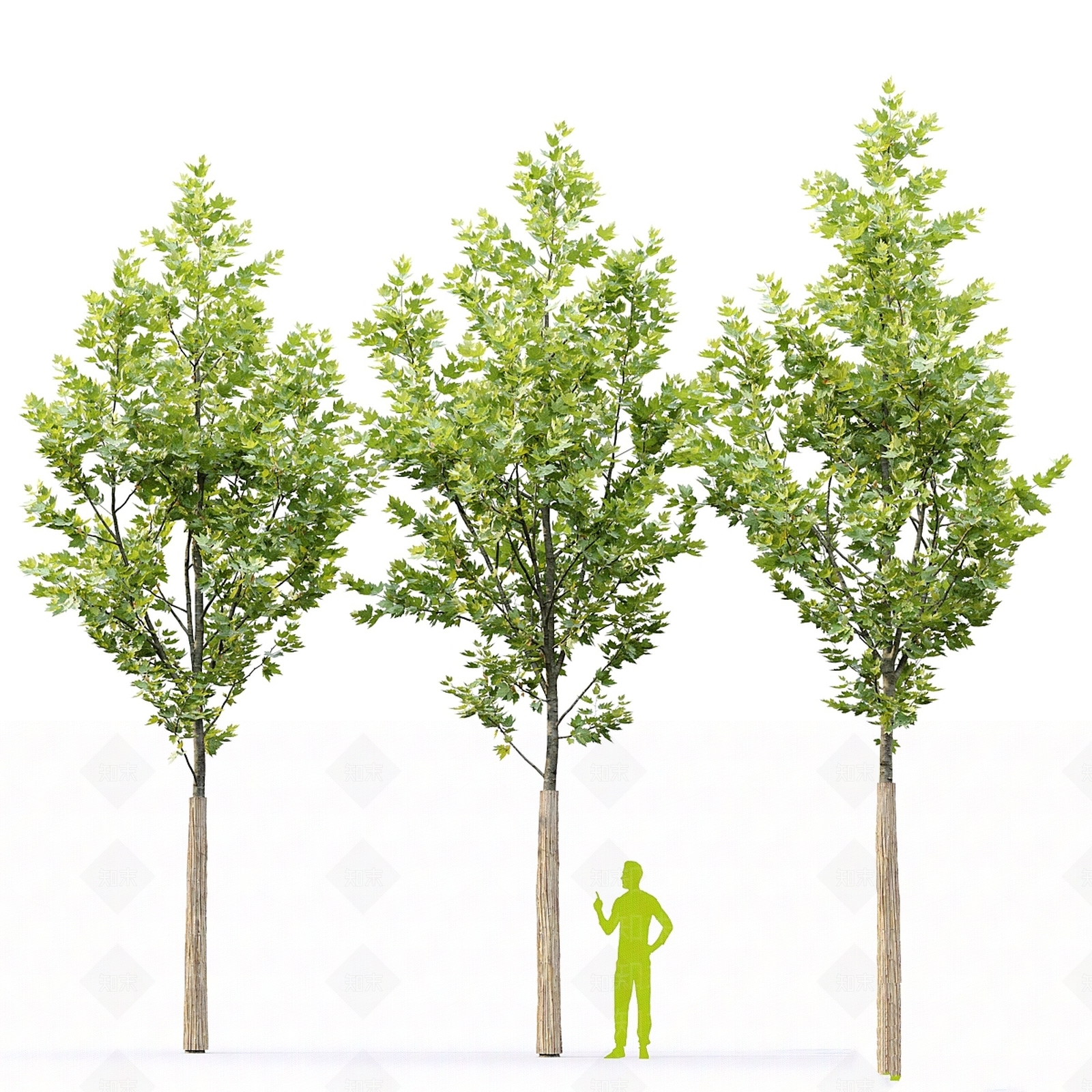 其他树木3D模型下载【ID:1172847309】