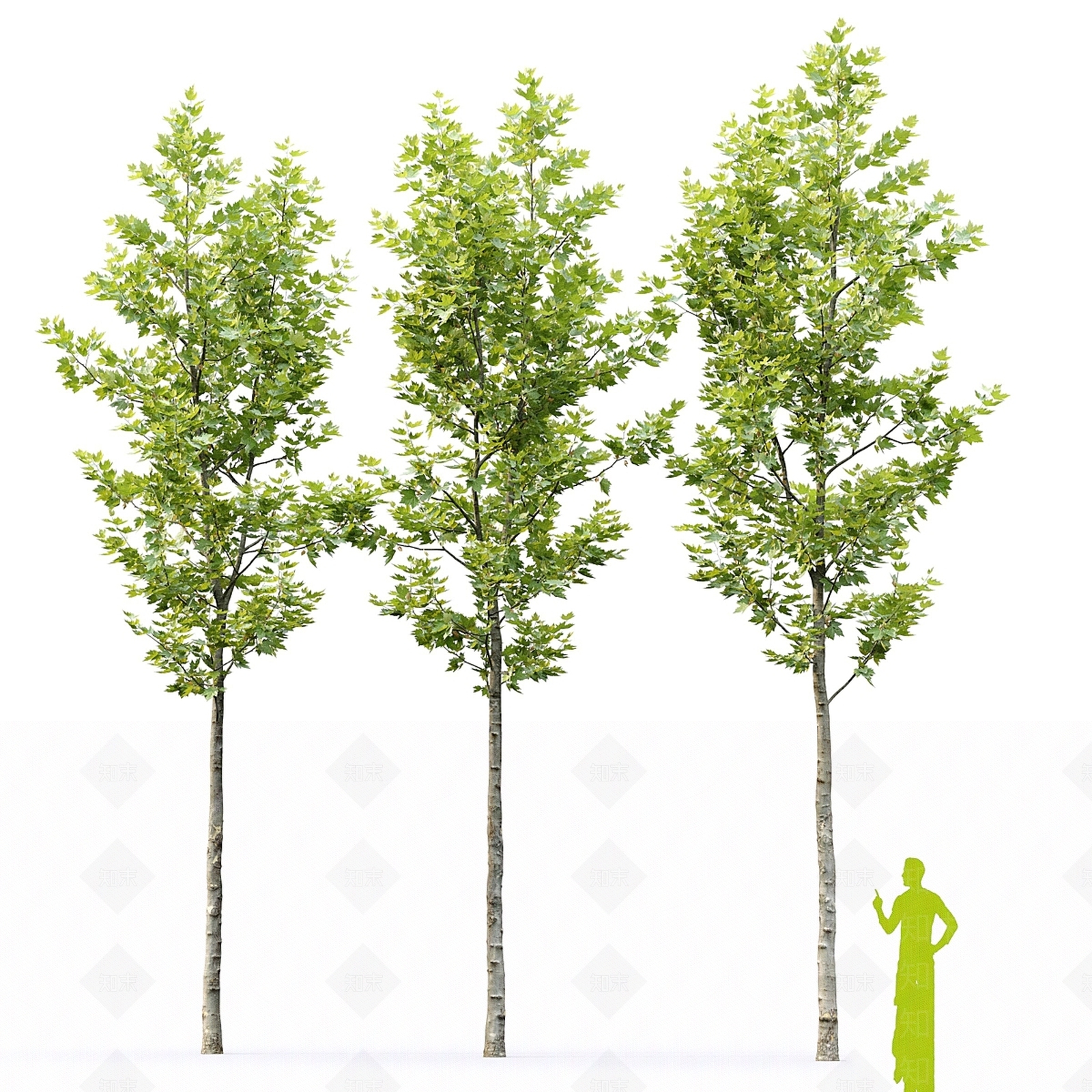其他树木3D模型下载【ID:1172847309】