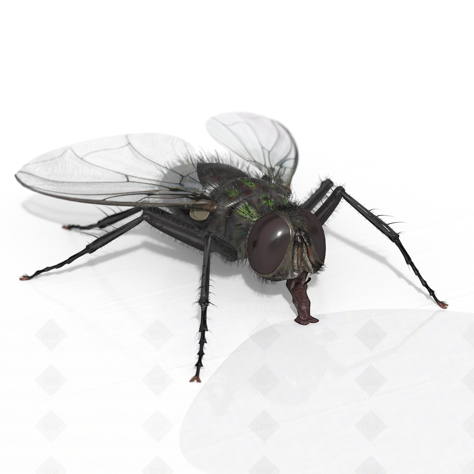 其他动物3D模型下载【ID:1173146251】