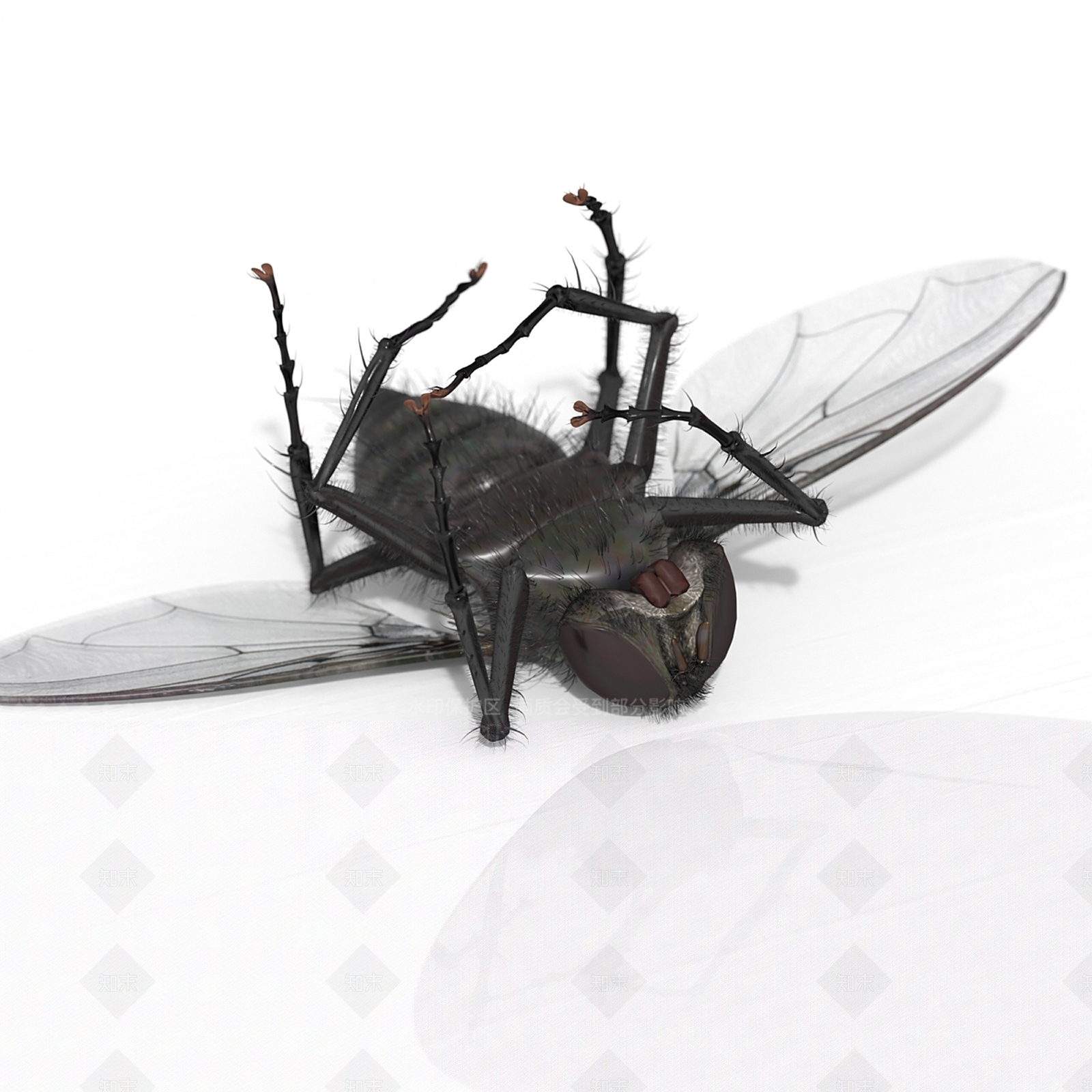 其他动物3D模型下载【ID:1173146251】