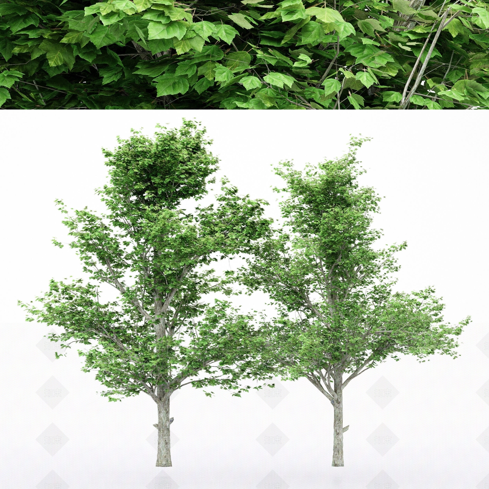 花3D模型下载【ID:1173497410】