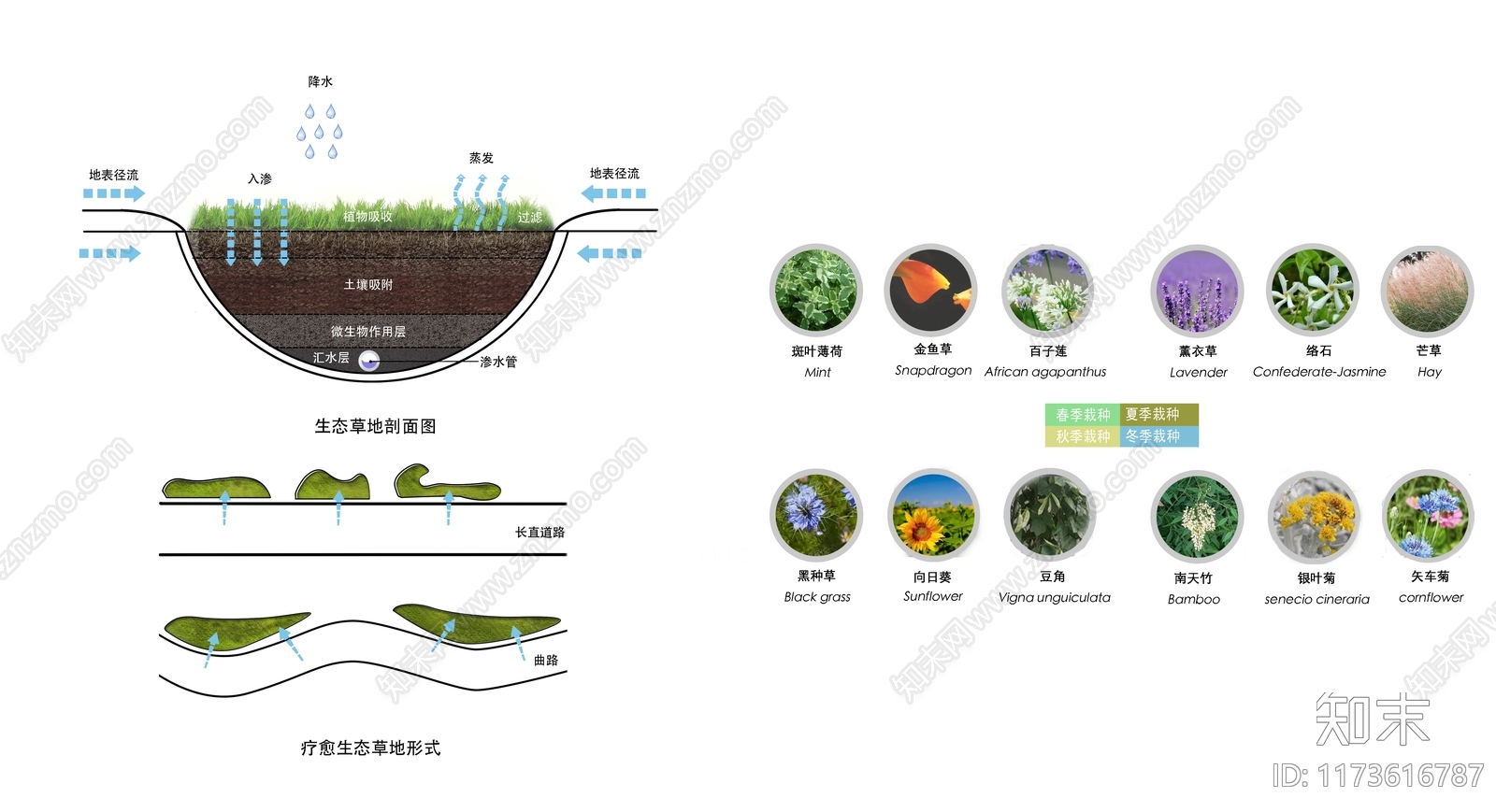 植物分析图设计素材精品下载_知末网