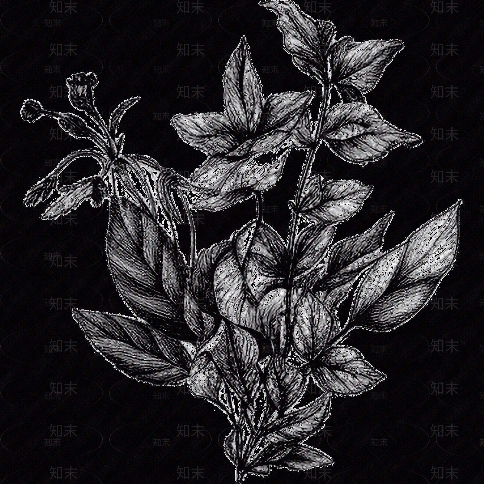 黑白凹凸贴图下载【ID:1173786969】