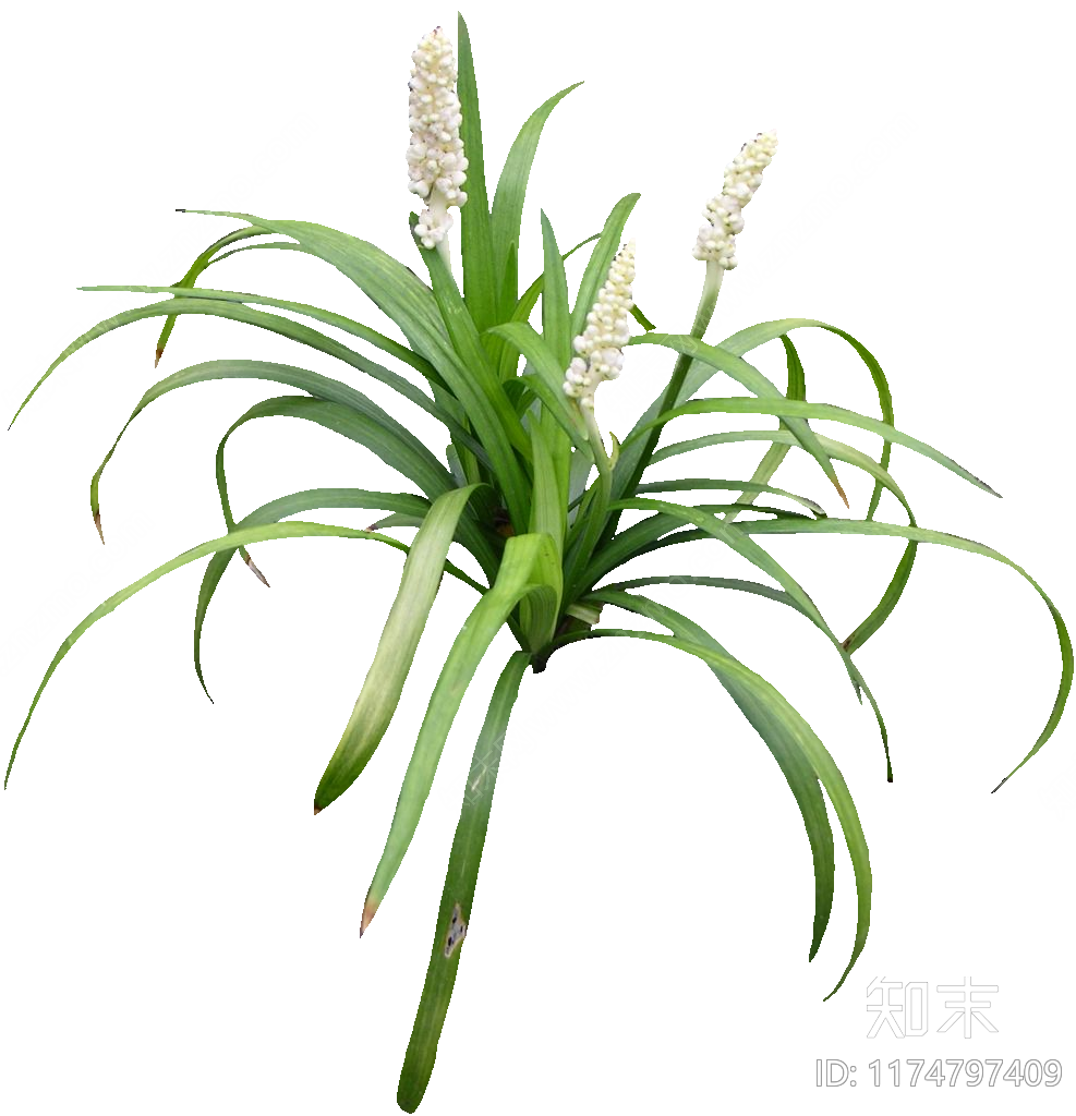 现代其他植物下载【ID:1174797409】