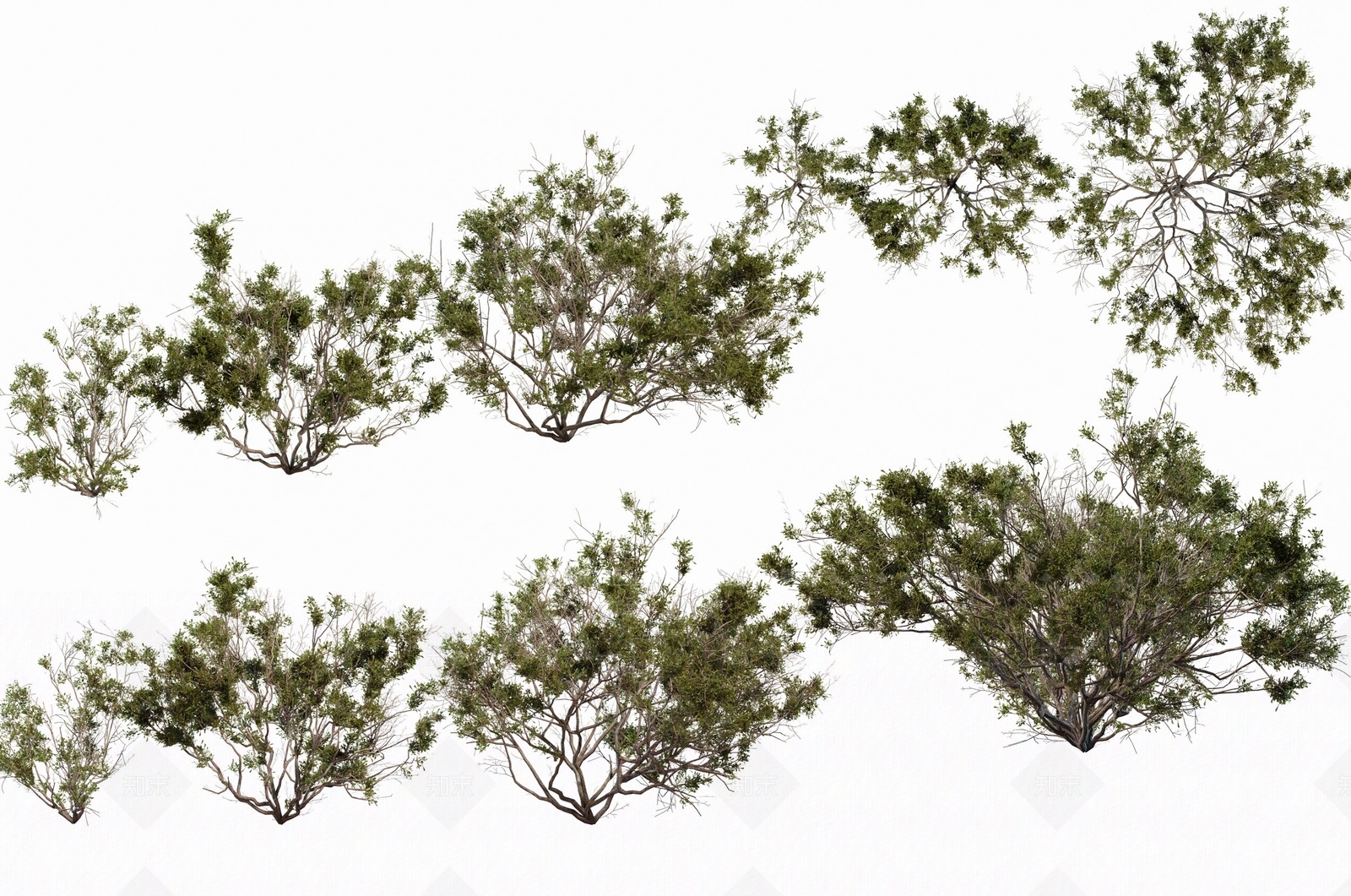 灌木3D模型下载【ID:1174842671】