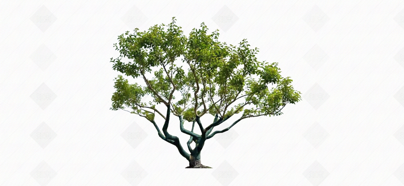 现代其他木材贴图下载【ID:1174939789】