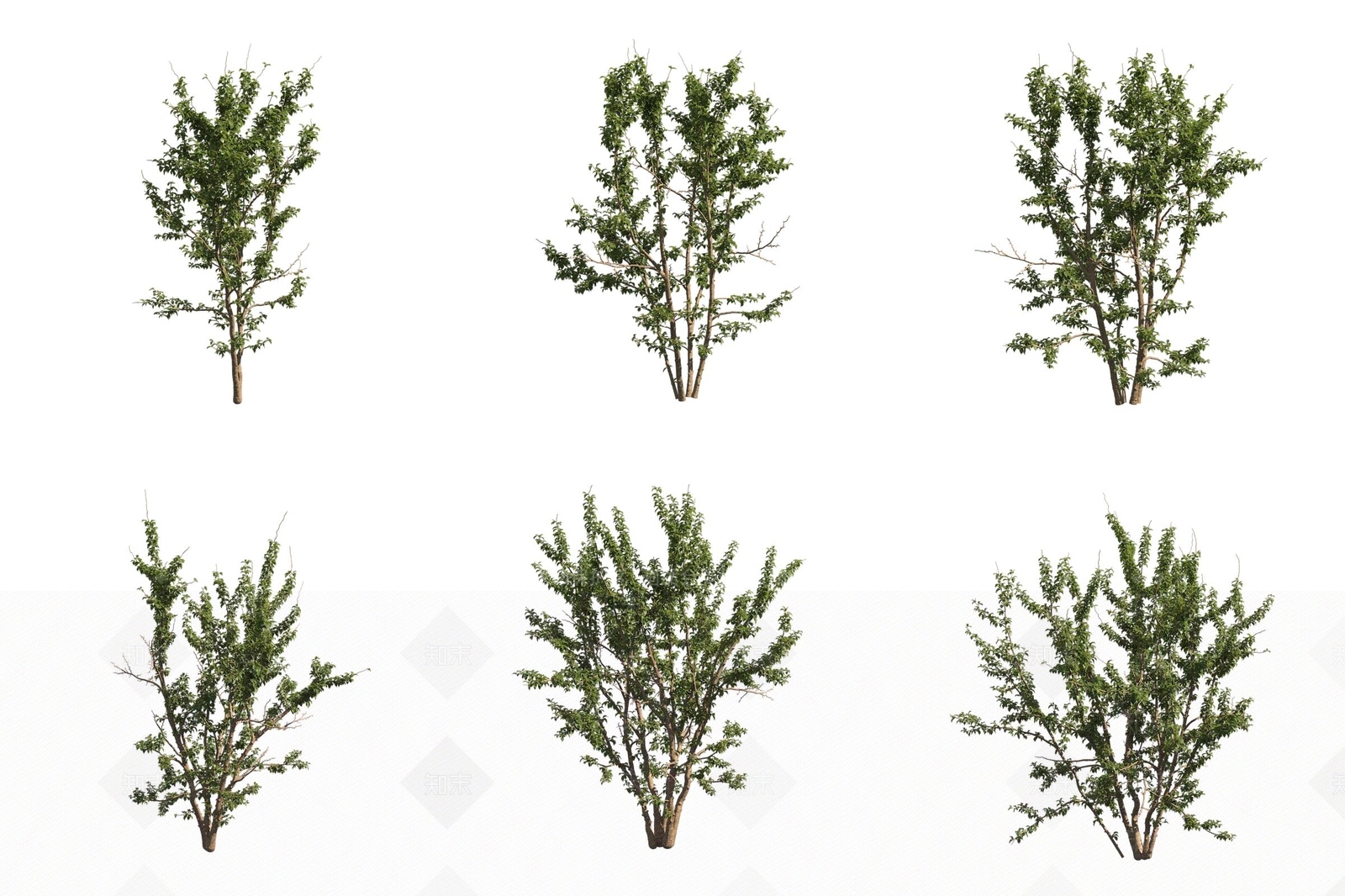 景观树3D模型下载【ID:1175480850】