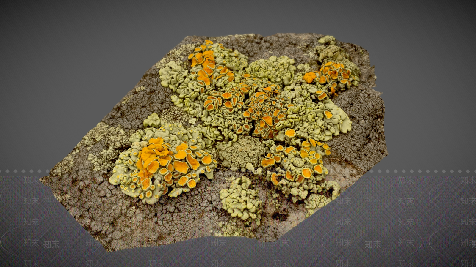 其他绿植3D模型下载【ID:1175492910】