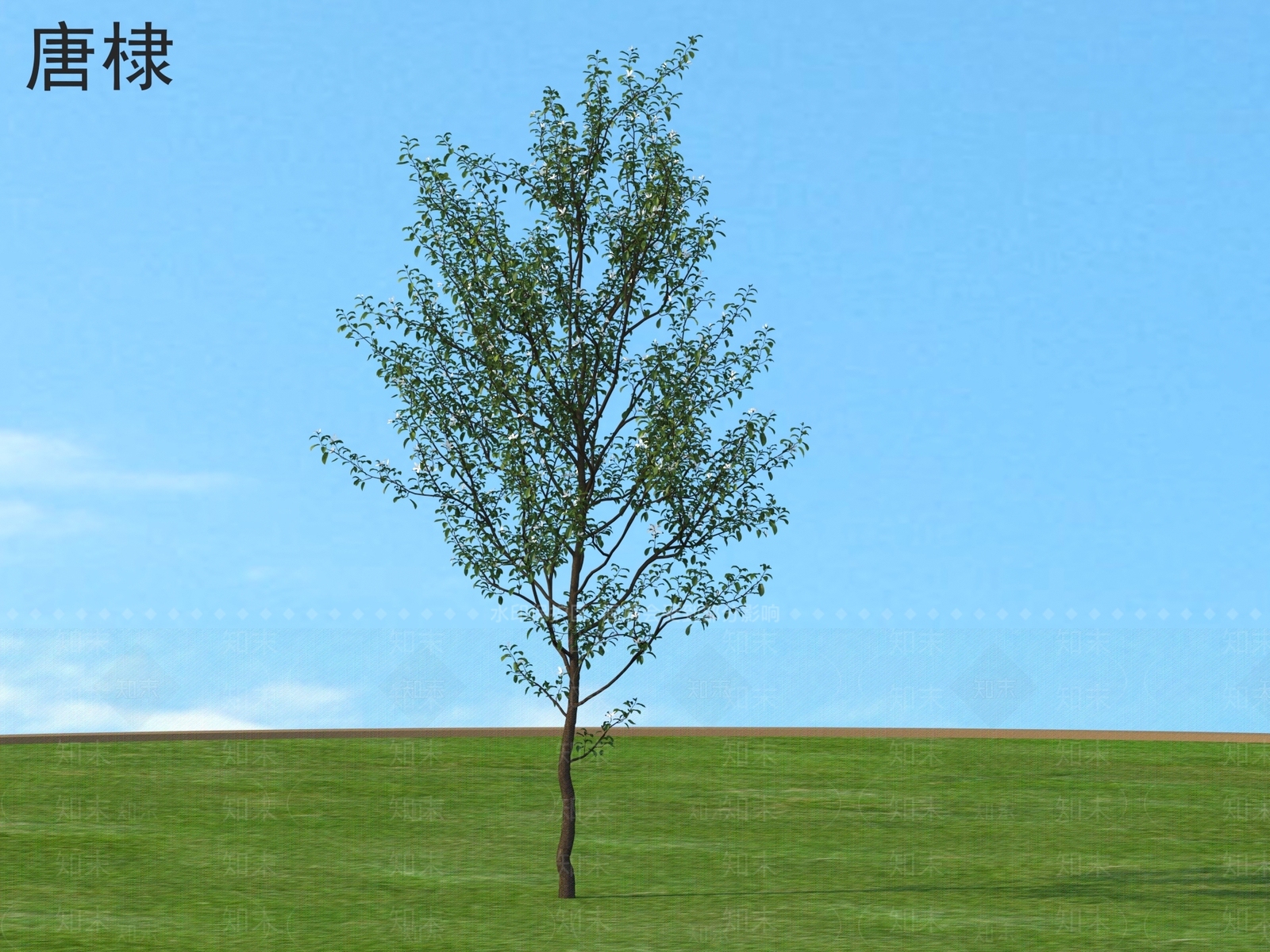 景观树3D模型下载【ID:1175793475】
