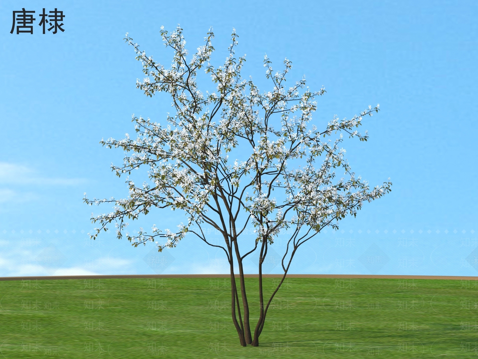 景观树3D模型下载【ID:1175907081】
