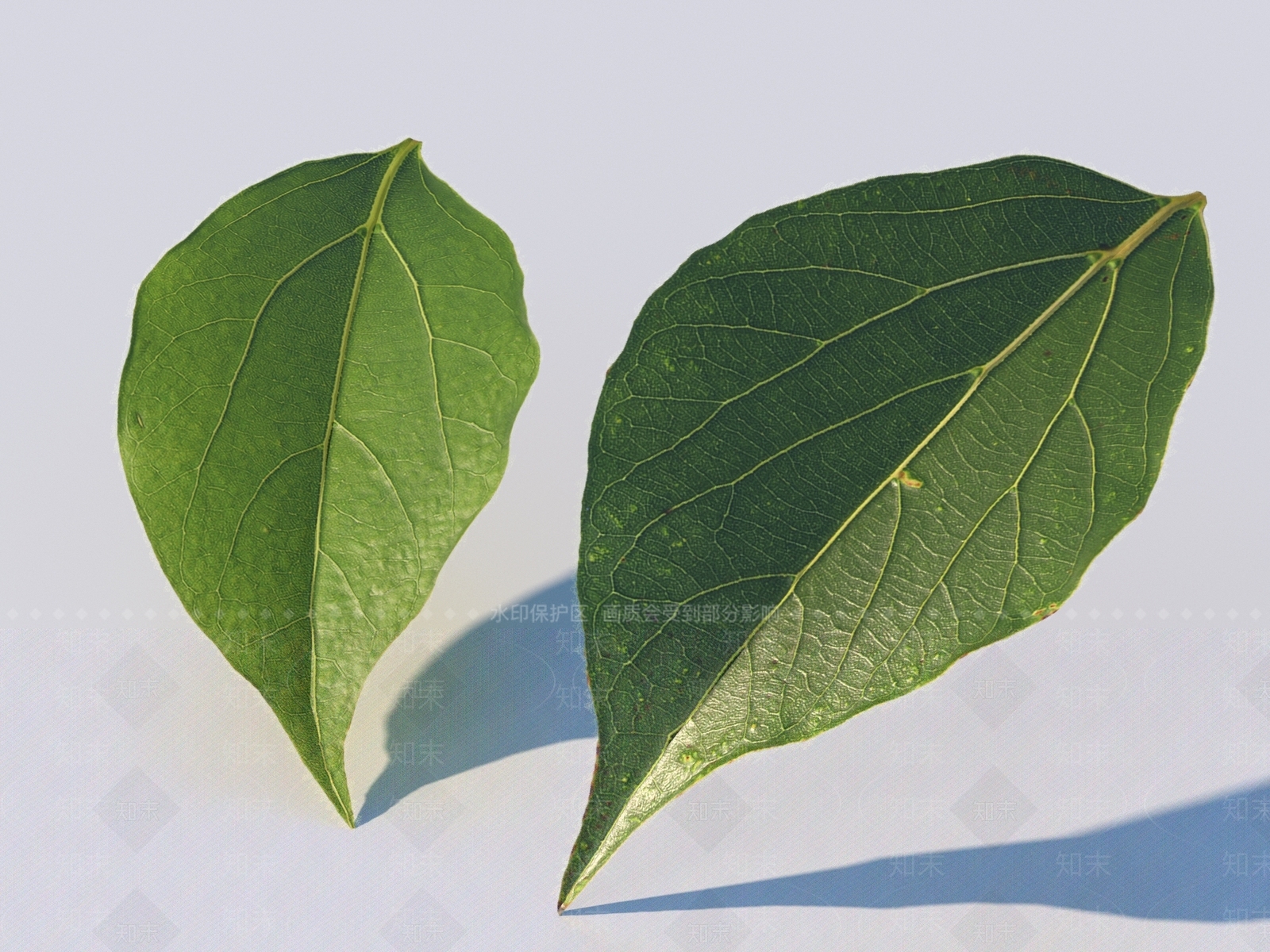 其他树木3D模型下载【ID:1176531688】