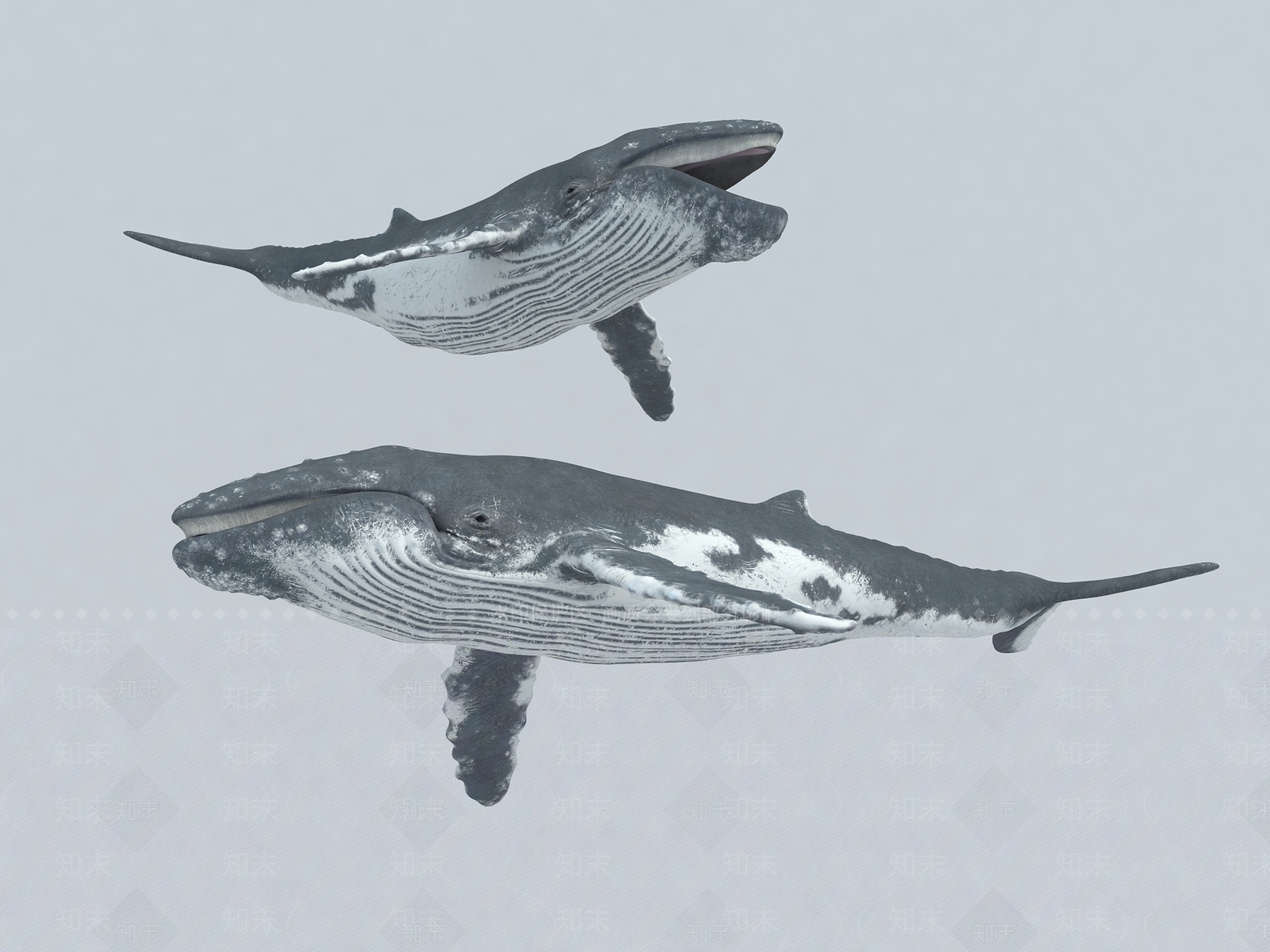 水生类动物3D模型下载【ID:1176830266】