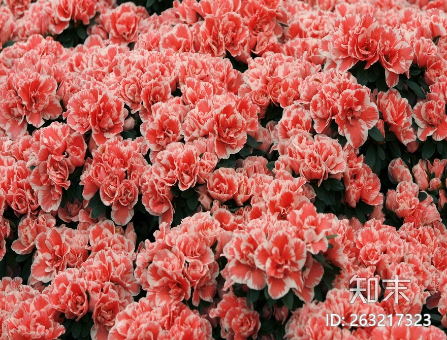 花床贴图下载【ID:263217323】