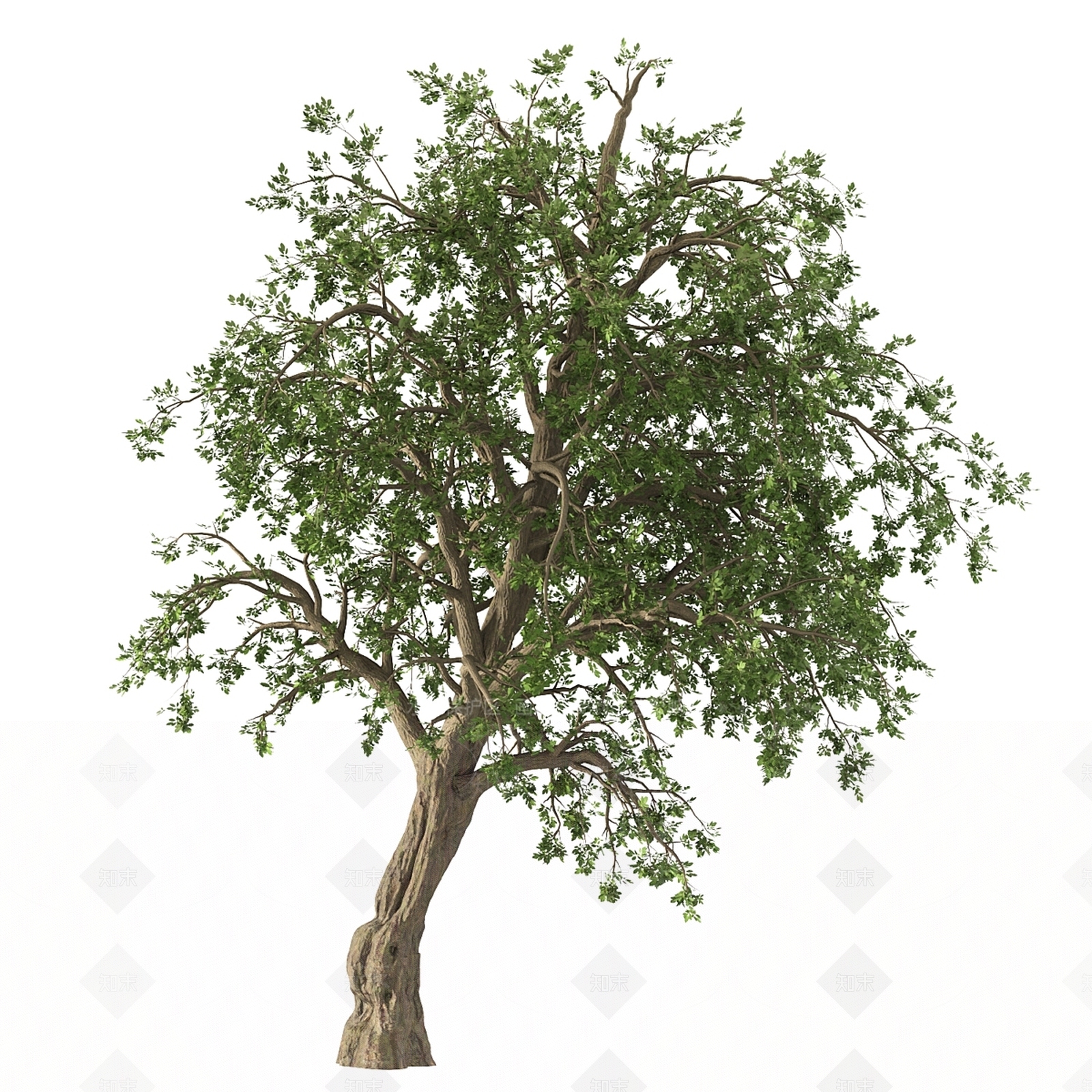 其他树木3D模型下载【ID:1176845419】