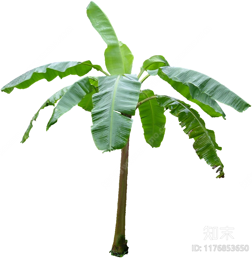 现代其他植物下载【ID:1176853650】