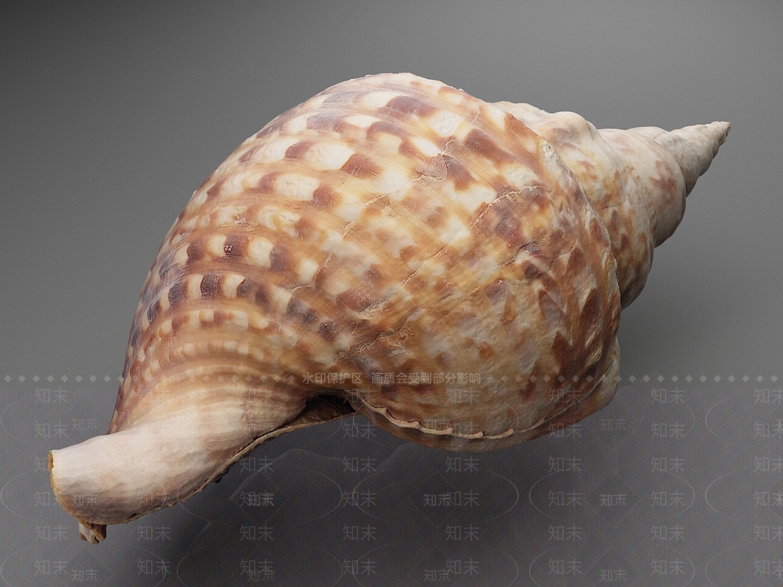 水生类动物3D模型下载【ID:1176996427】