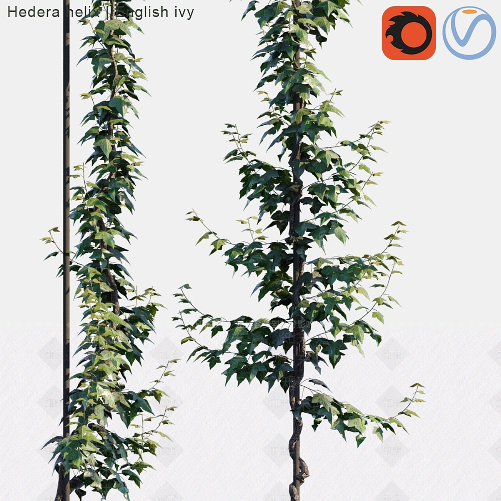 其他绿植3D模型下载【ID:1177303658】