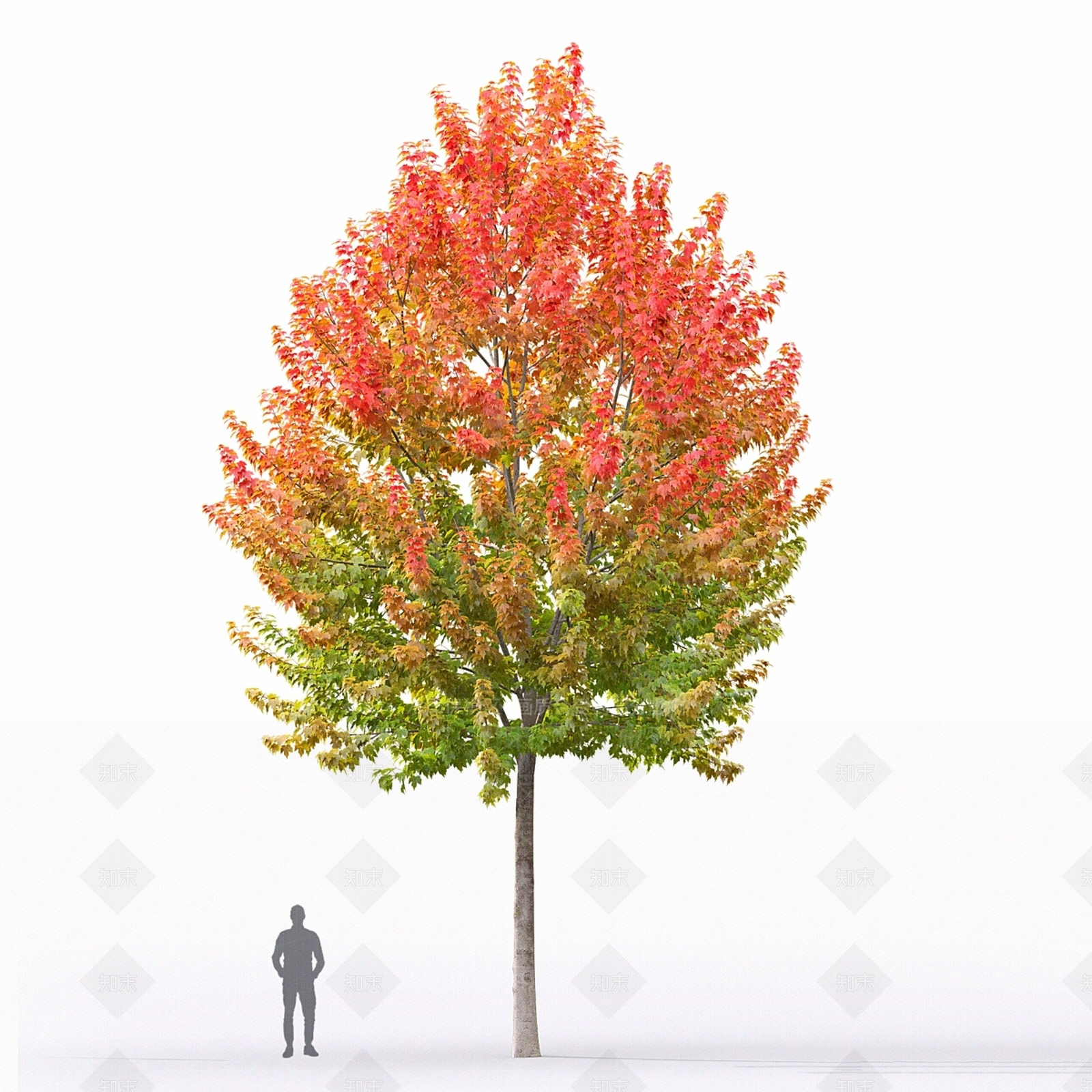 其他树木3D模型下载【ID:1177318728】