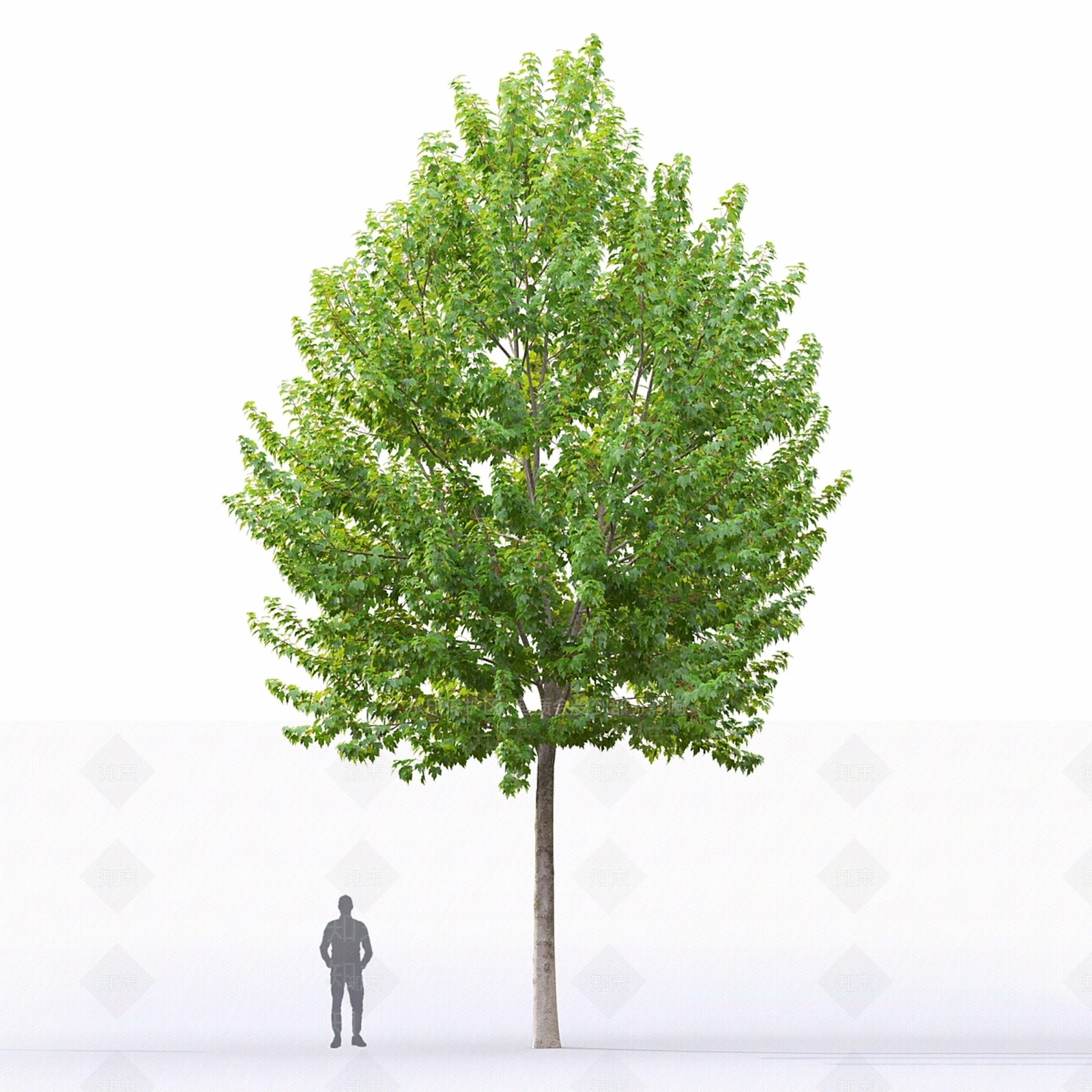 其他树木3D模型下载【ID:1177318728】
