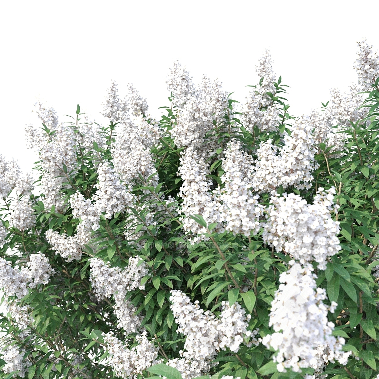 其他树木3D模型下载【ID:1177606169】