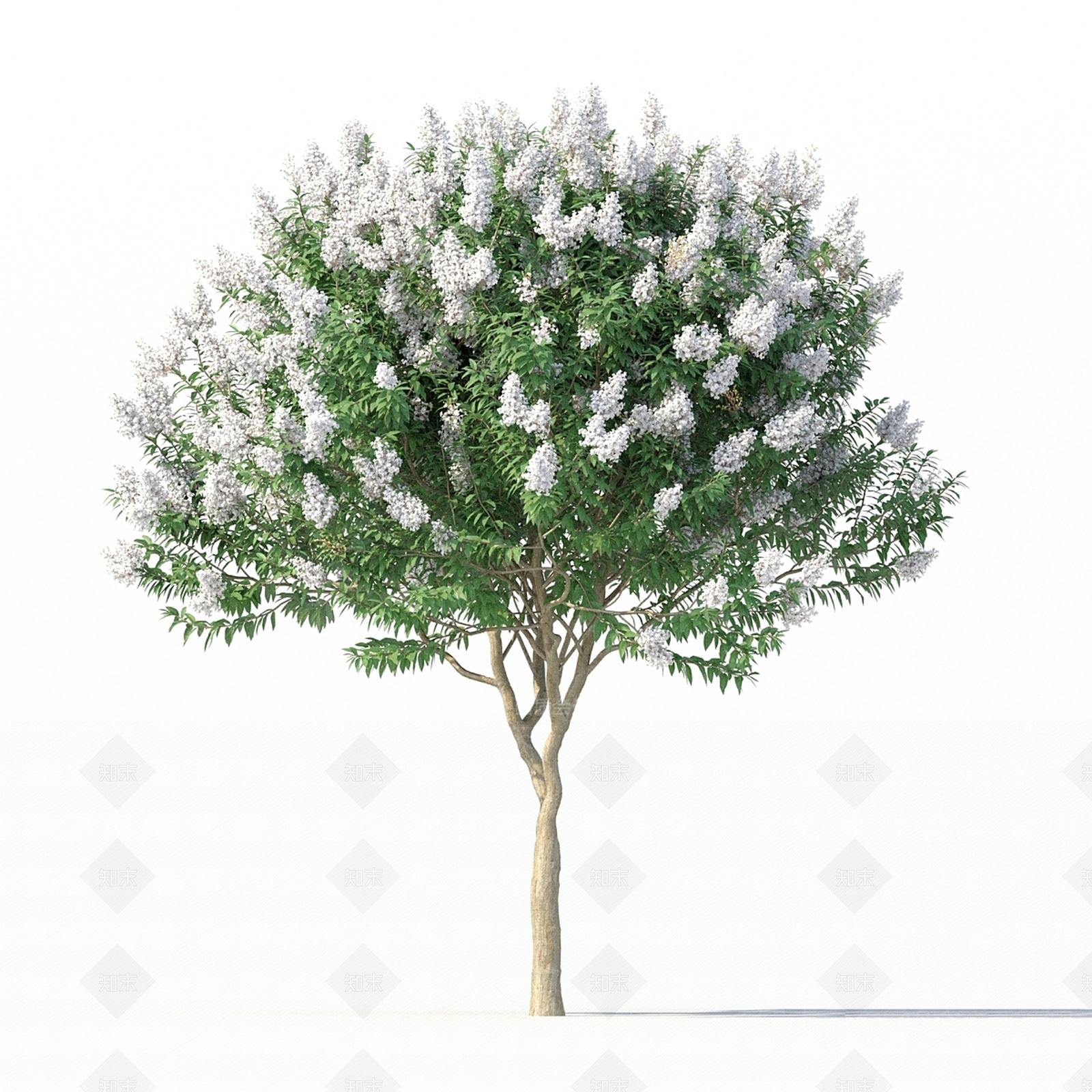 其他树木3D模型下载【ID:1177606169】