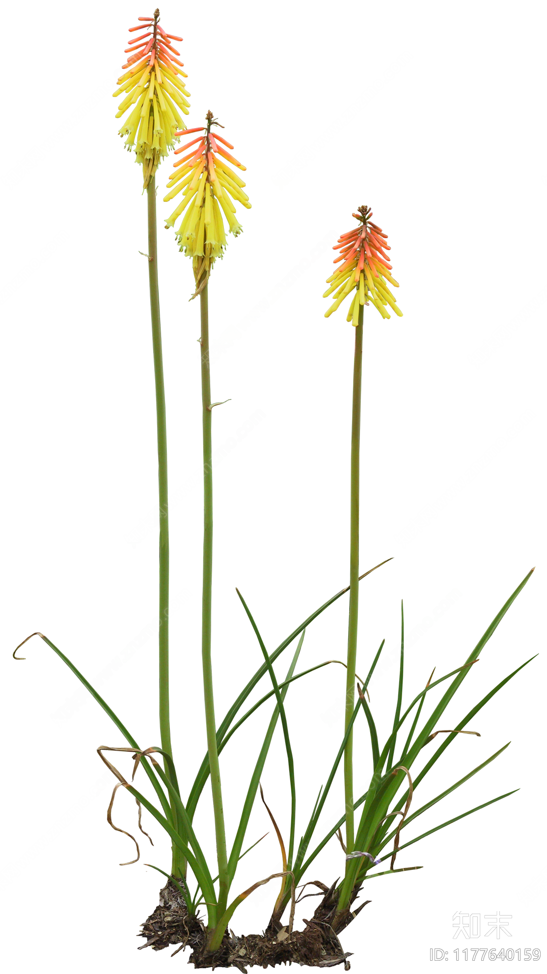 现代花草下载【ID:1177640159】