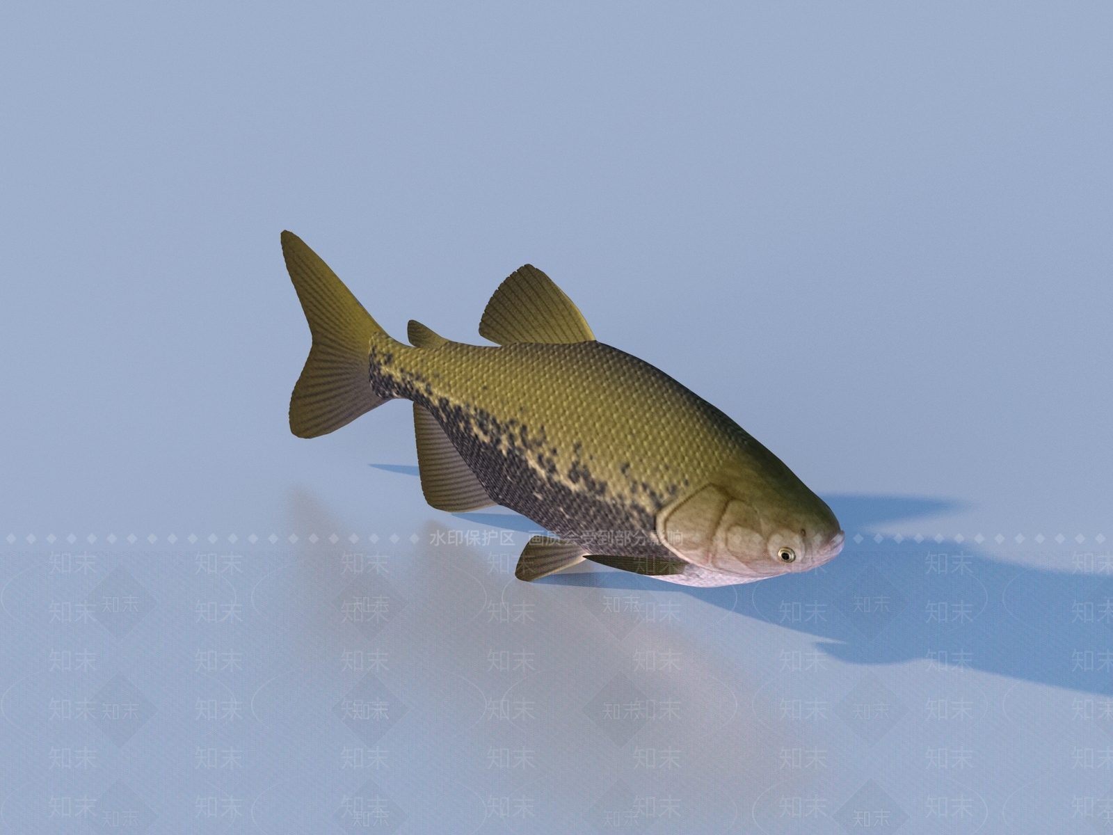水生类动物3D模型下载【ID:1177655370】