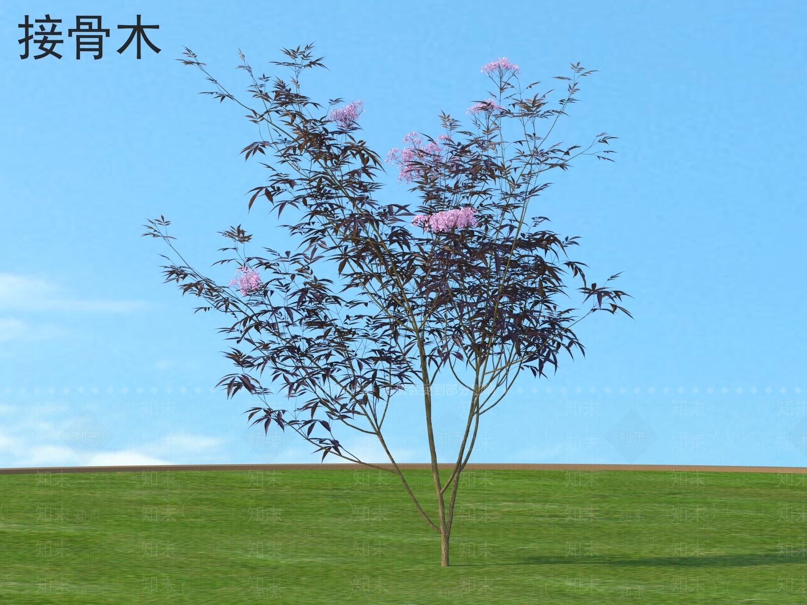 灌木3D模型下载【ID:1177670956】