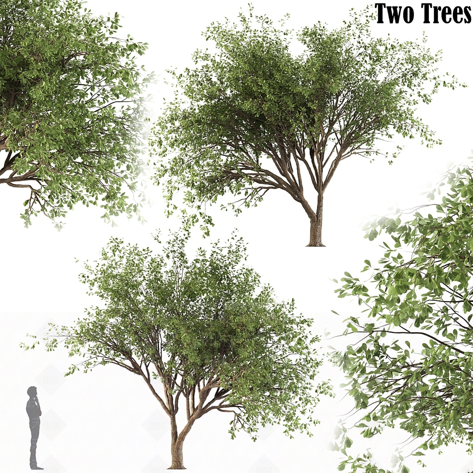 其他树木3D模型下载【ID:1177807132】