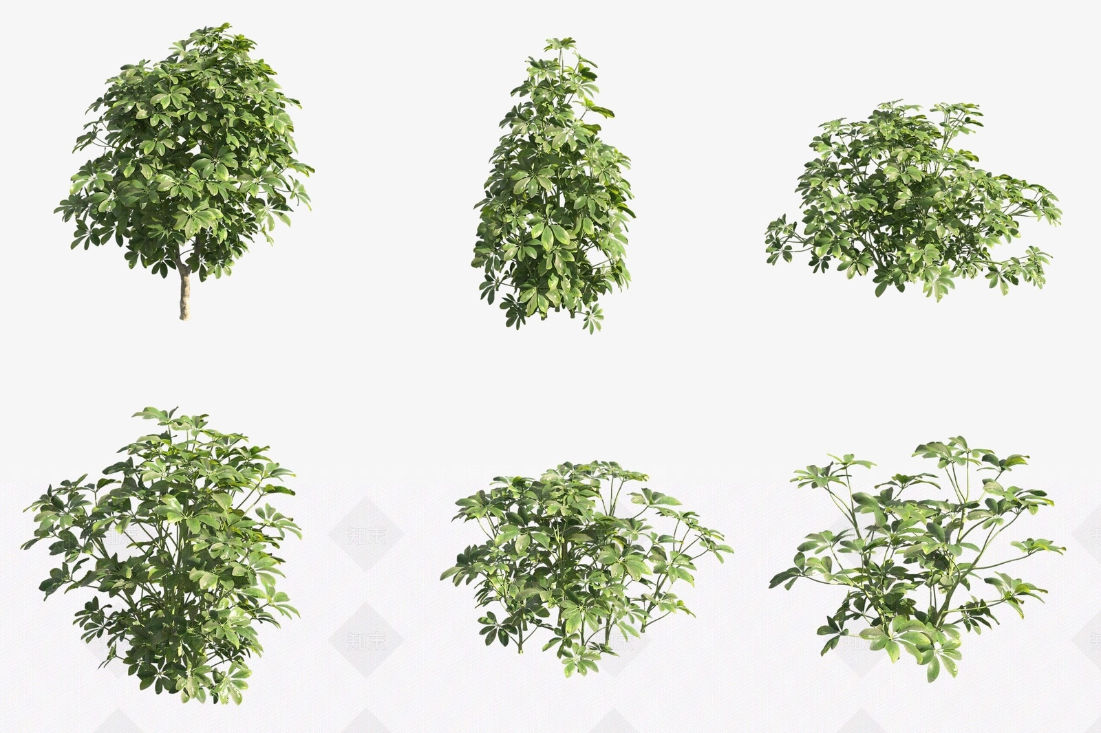 灌木3D模型下载【ID:1177832369】