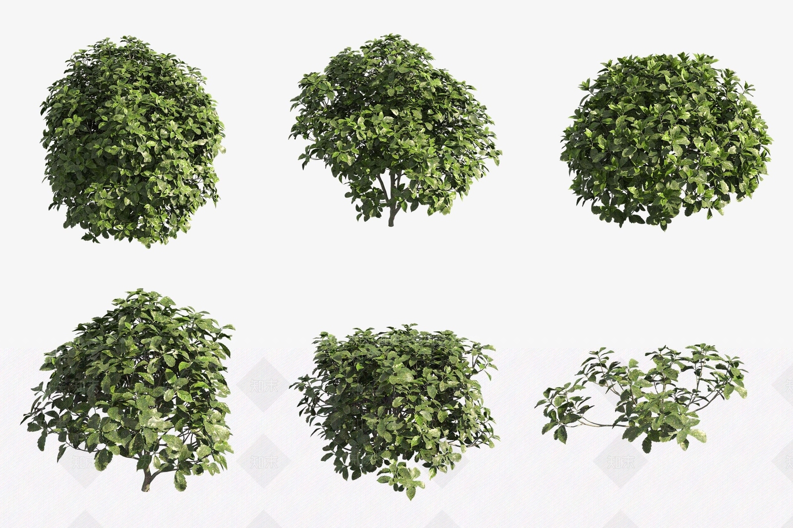 灌木3D模型下载【ID:1177834063】