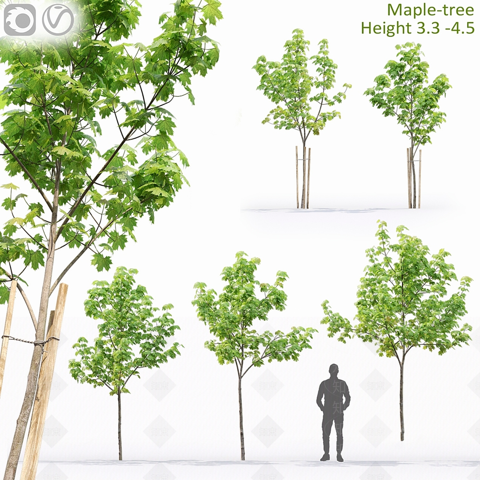其他树木3D模型下载【ID:1177847735】