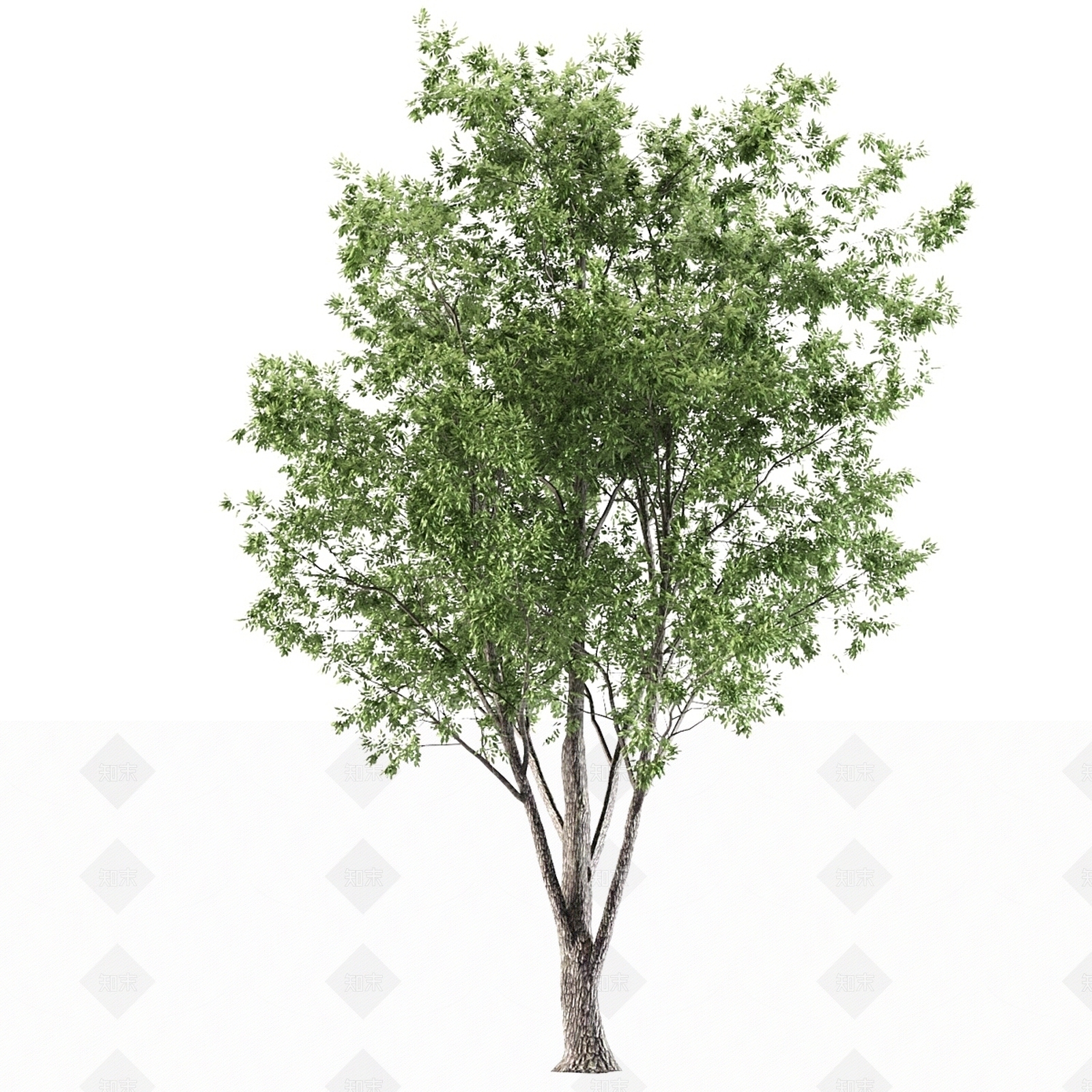 其他树木3D模型下载【ID:1177883619】