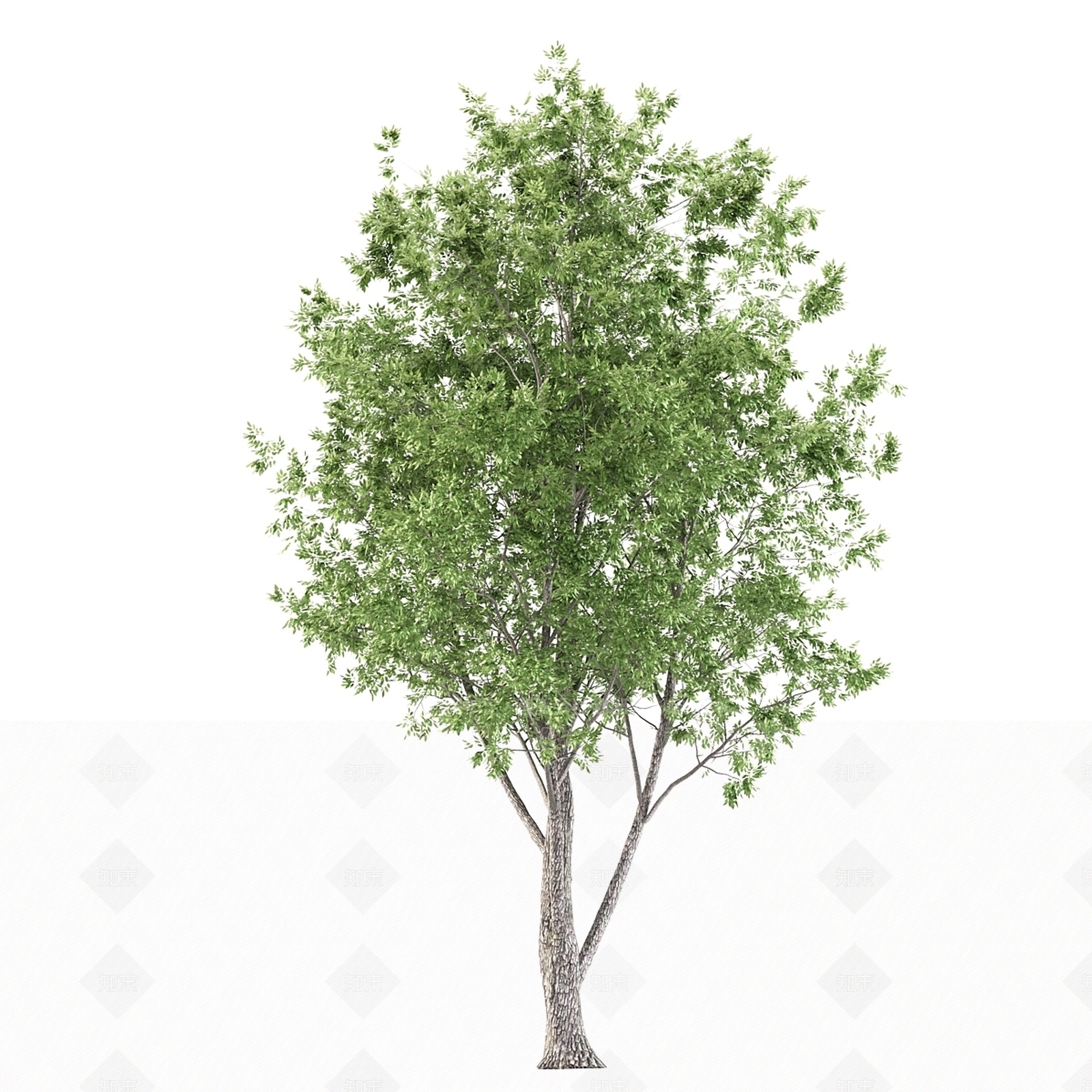 其他树木3D模型下载【ID:1177883619】