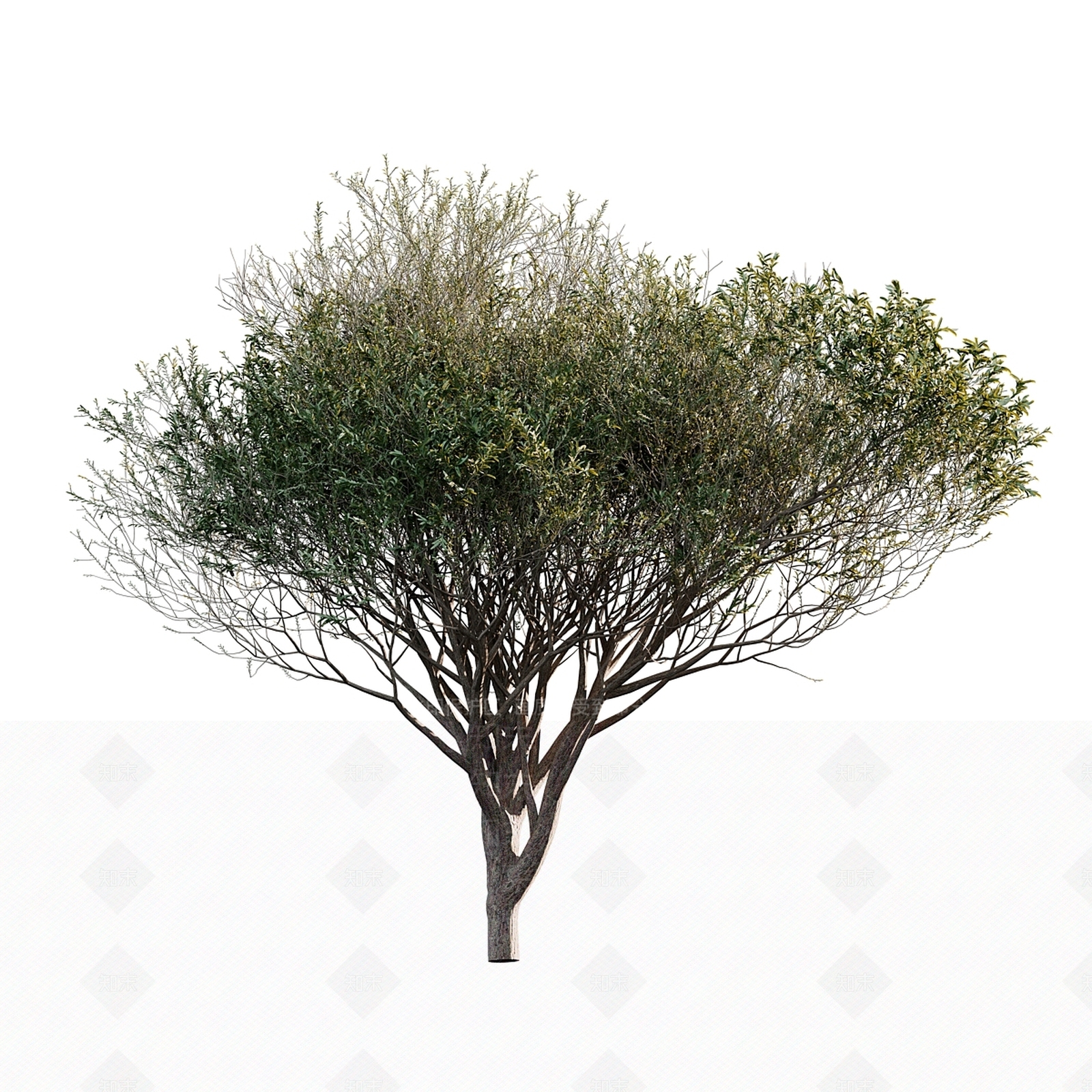 其他树木3D模型下载【ID:1177902687】