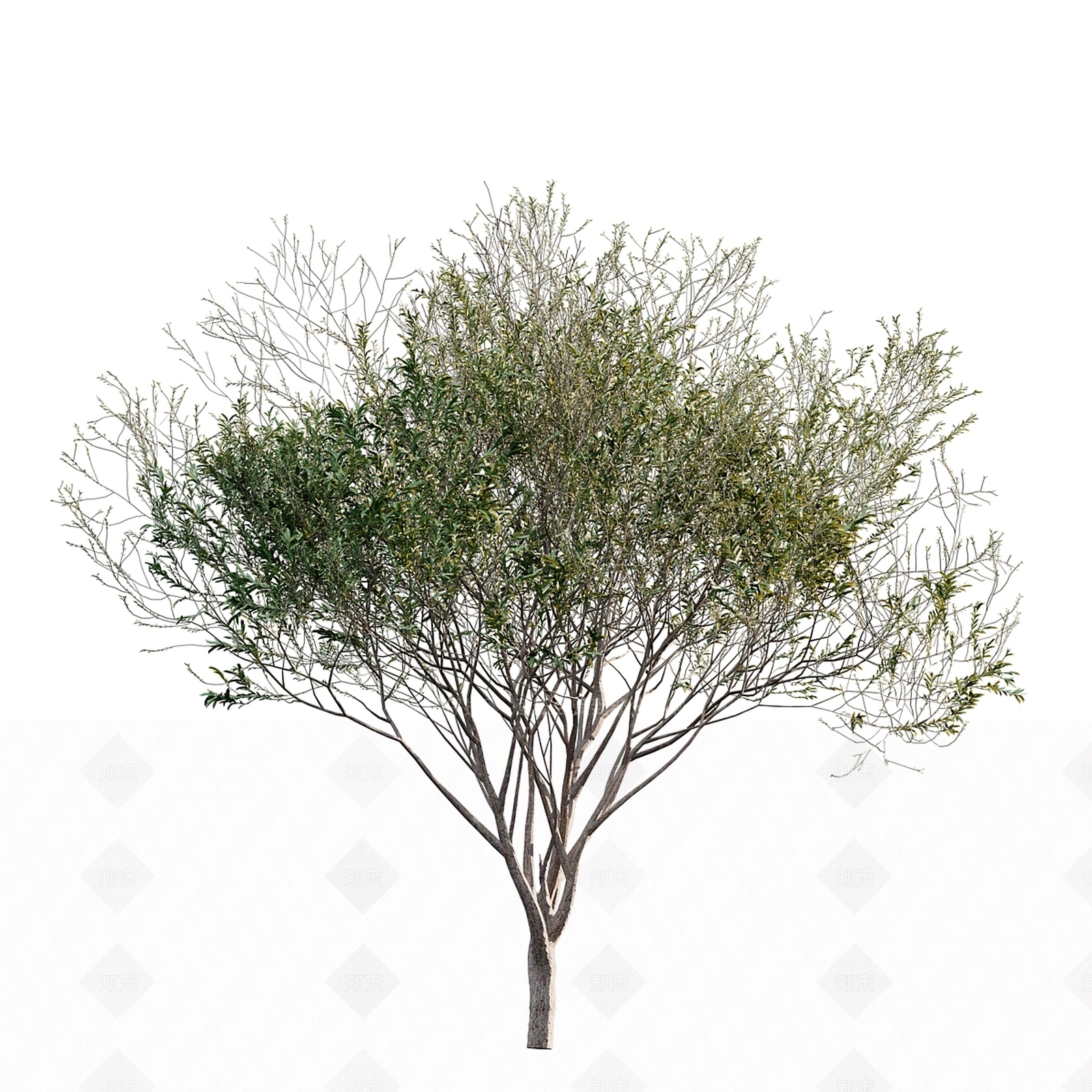 其他树木3D模型下载【ID:1177902687】