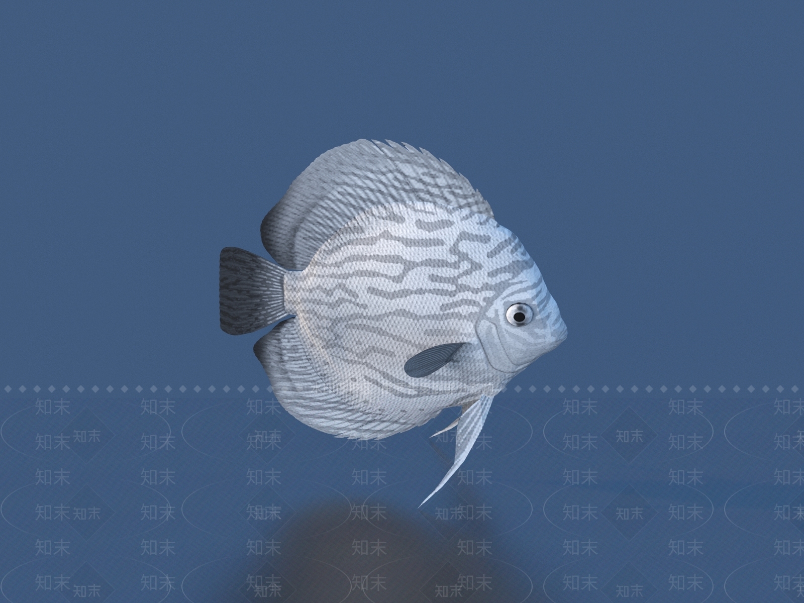 水生类动物3D模型下载【ID:1177952734】