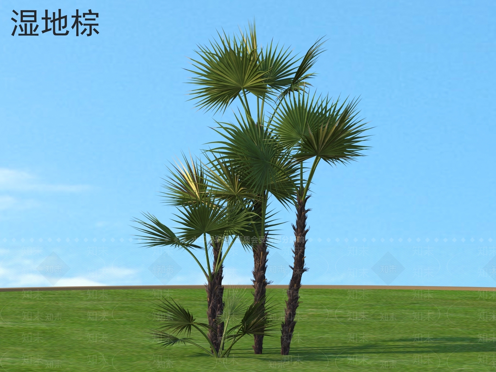 其他树木3D模型下载【ID:1177993878】