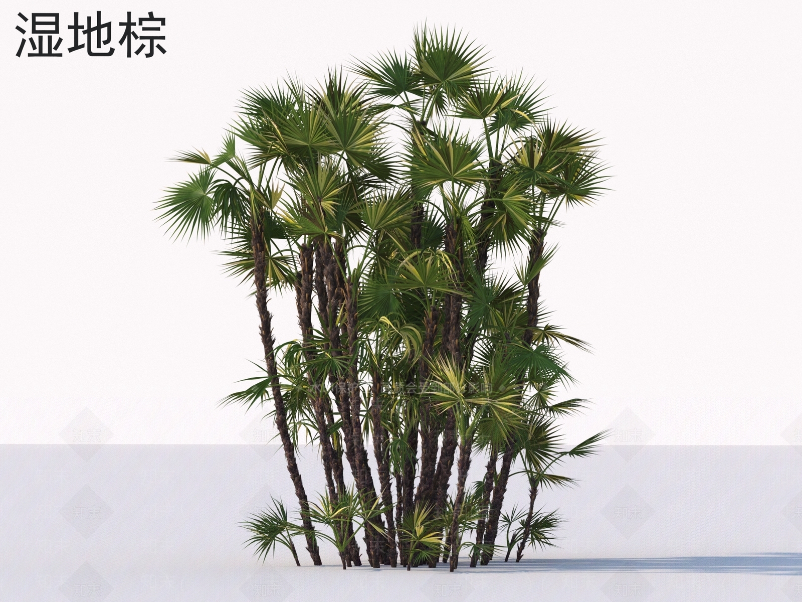 其他树木3D模型下载【ID:1177994085】